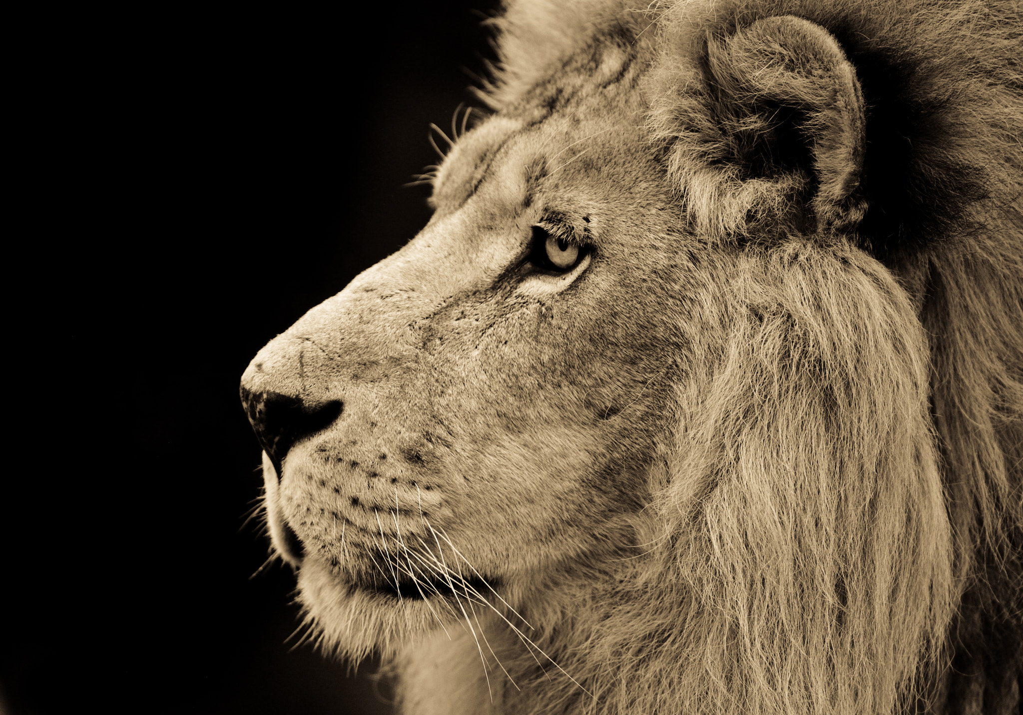 Canon EF 300mm F2.8L IS USM sample photo. Lion photography