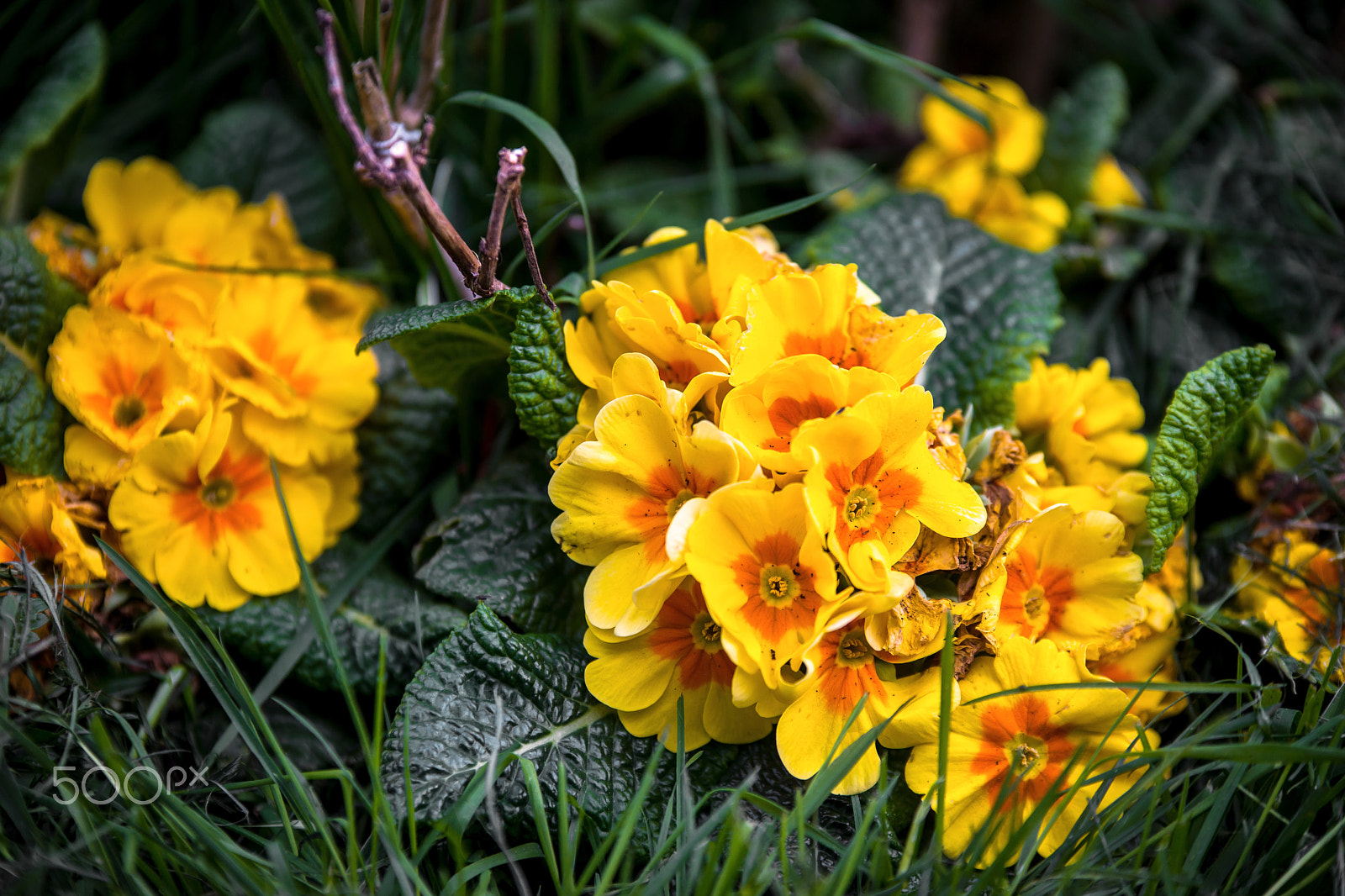 70-200mm F2.8 sample photo. Just from garden photography