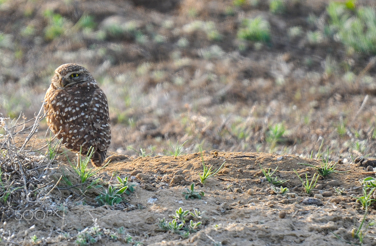 Nikon D300S sample photo. One photography