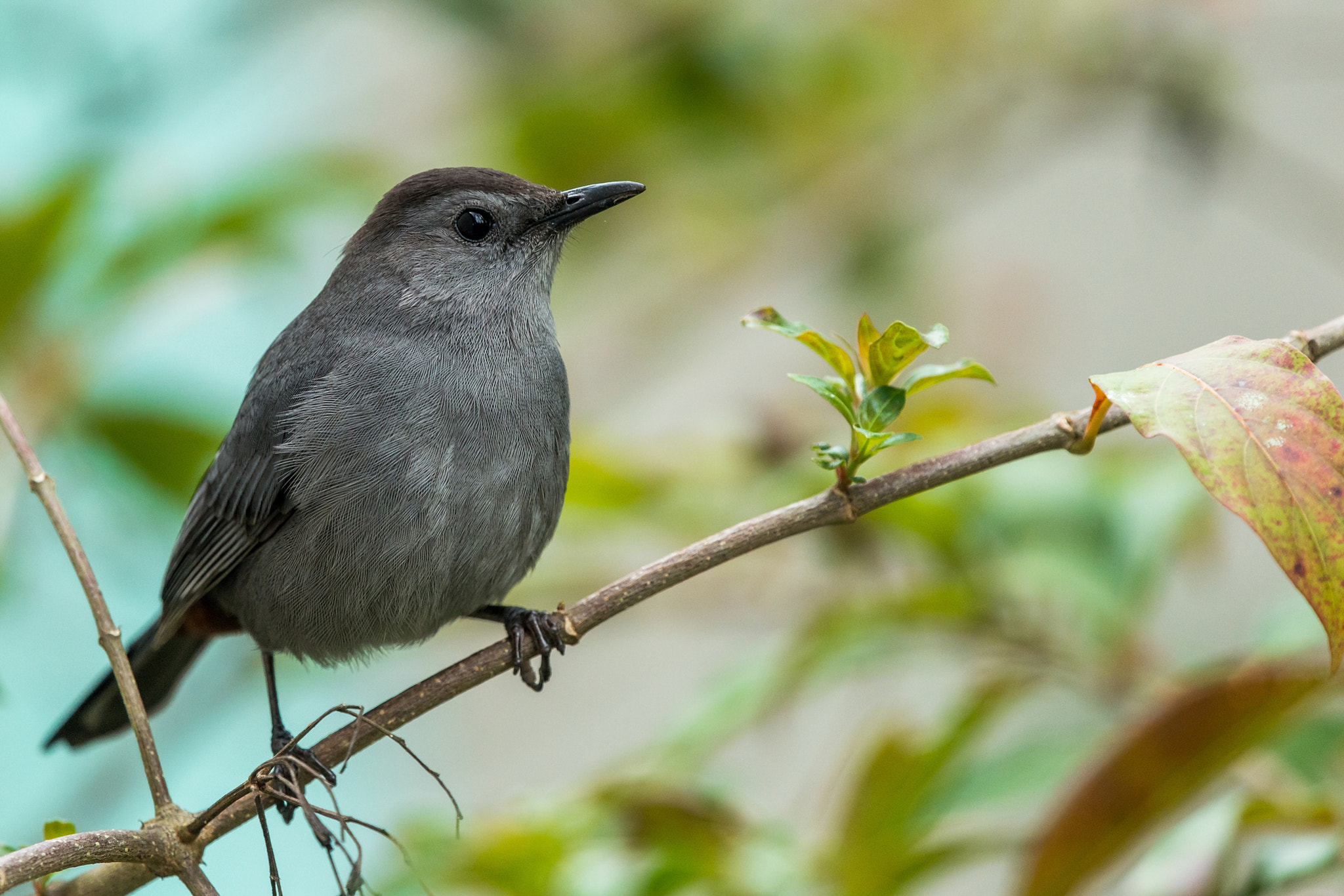 Nikon Nikkor AF-S 300mm F4E PF ED VR sample photo. Gray catbird (dumetella carolinensis) photography