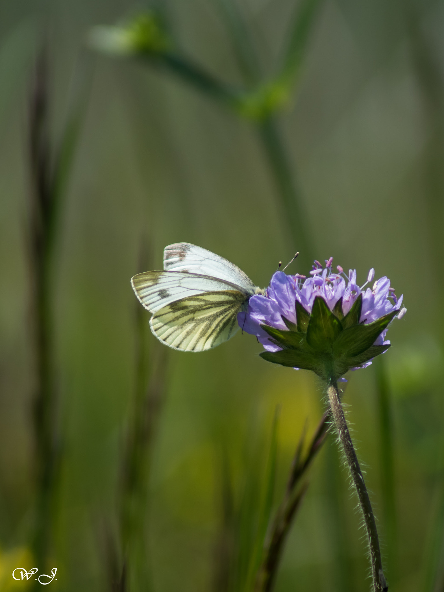 Sony 75-300mm F4.5-5.6 sample photo. Rapsweißling photography