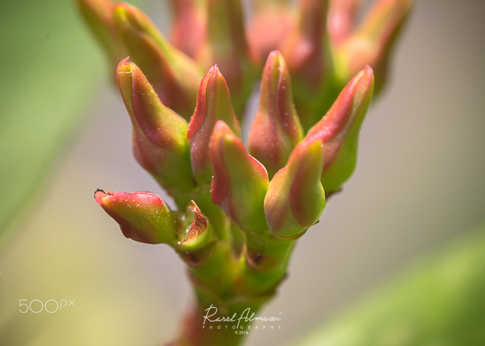 Canon EOS 60D + Canon EF 100mm F2.8 Macro USM sample photo. Euphorbia milii buds_ 01 photography