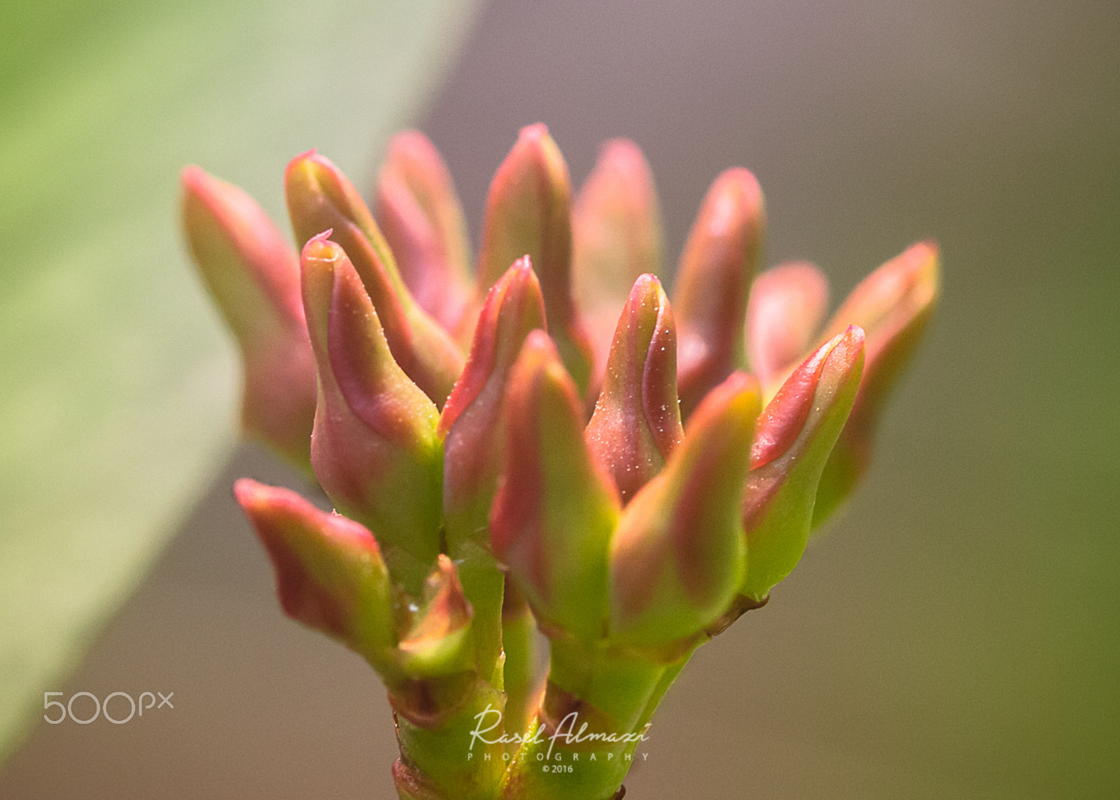 Canon EOS 60D + Canon EF 100mm F2.8 Macro USM sample photo. Euphorbia milii buds_ 02 photography