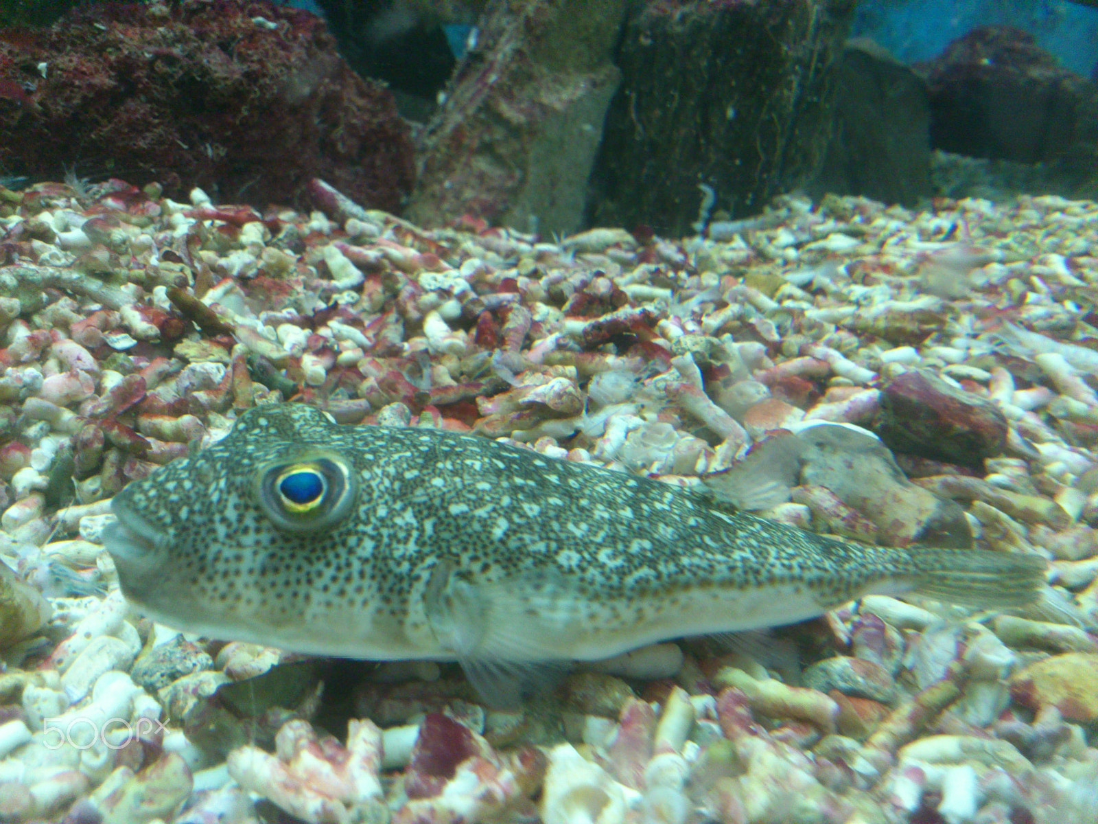 Sony Ericsson Xperia ray sample photo. Different kind of fish photography