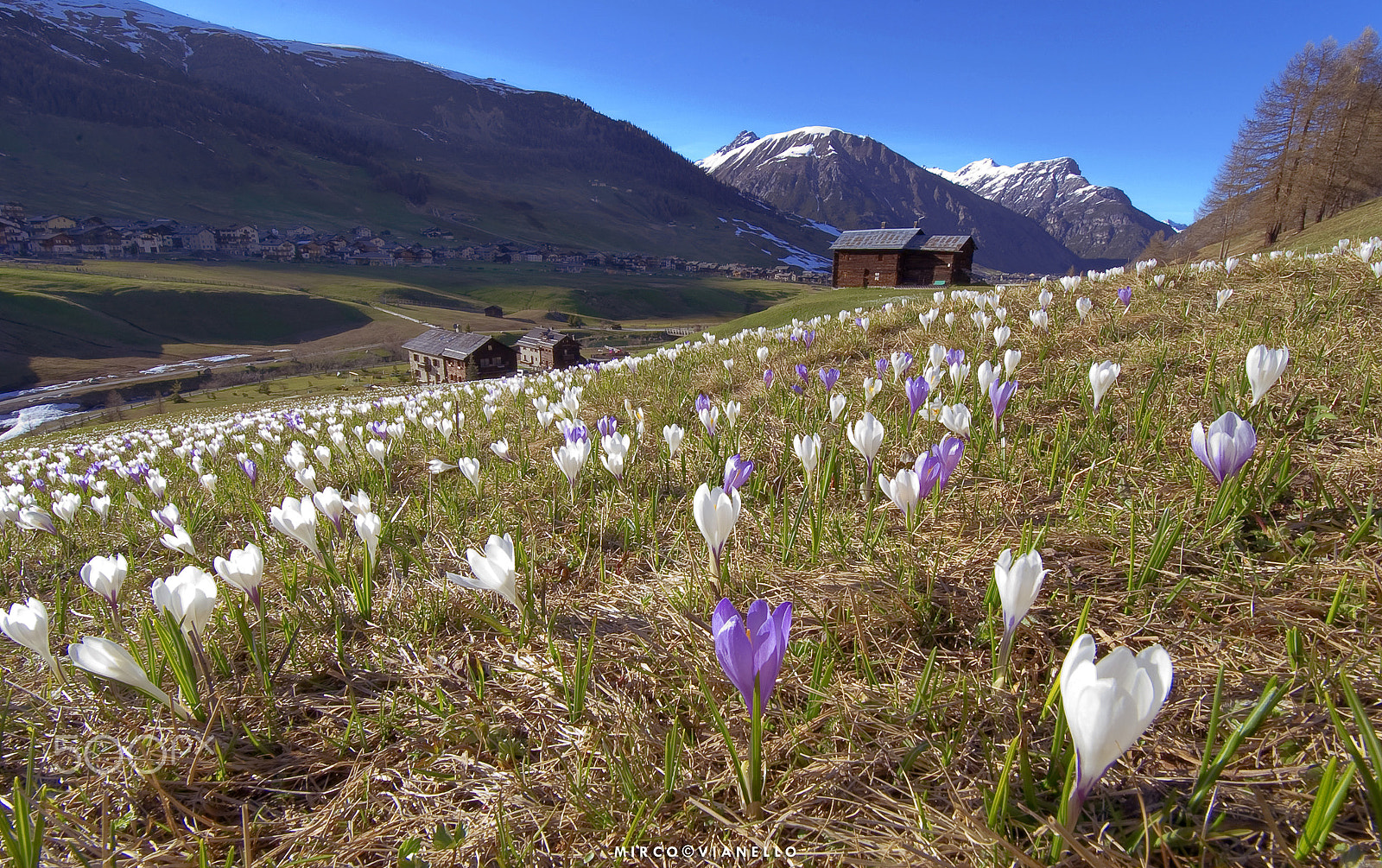 Nikon D3S sample photo. Colchicum photography