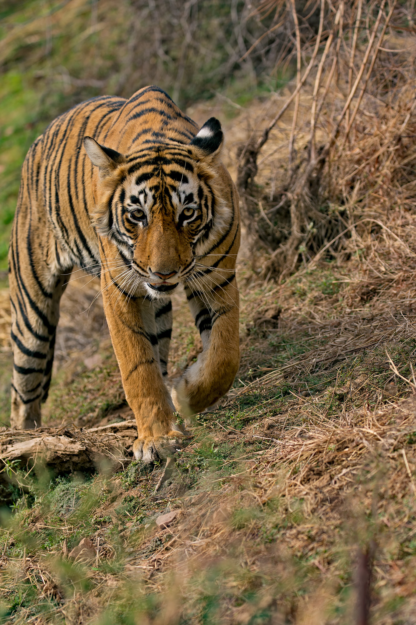 Canon EF 100-400mm F4.5-5.6L IS II USM sample photo. Tigress "lightning" on the lakebed photography