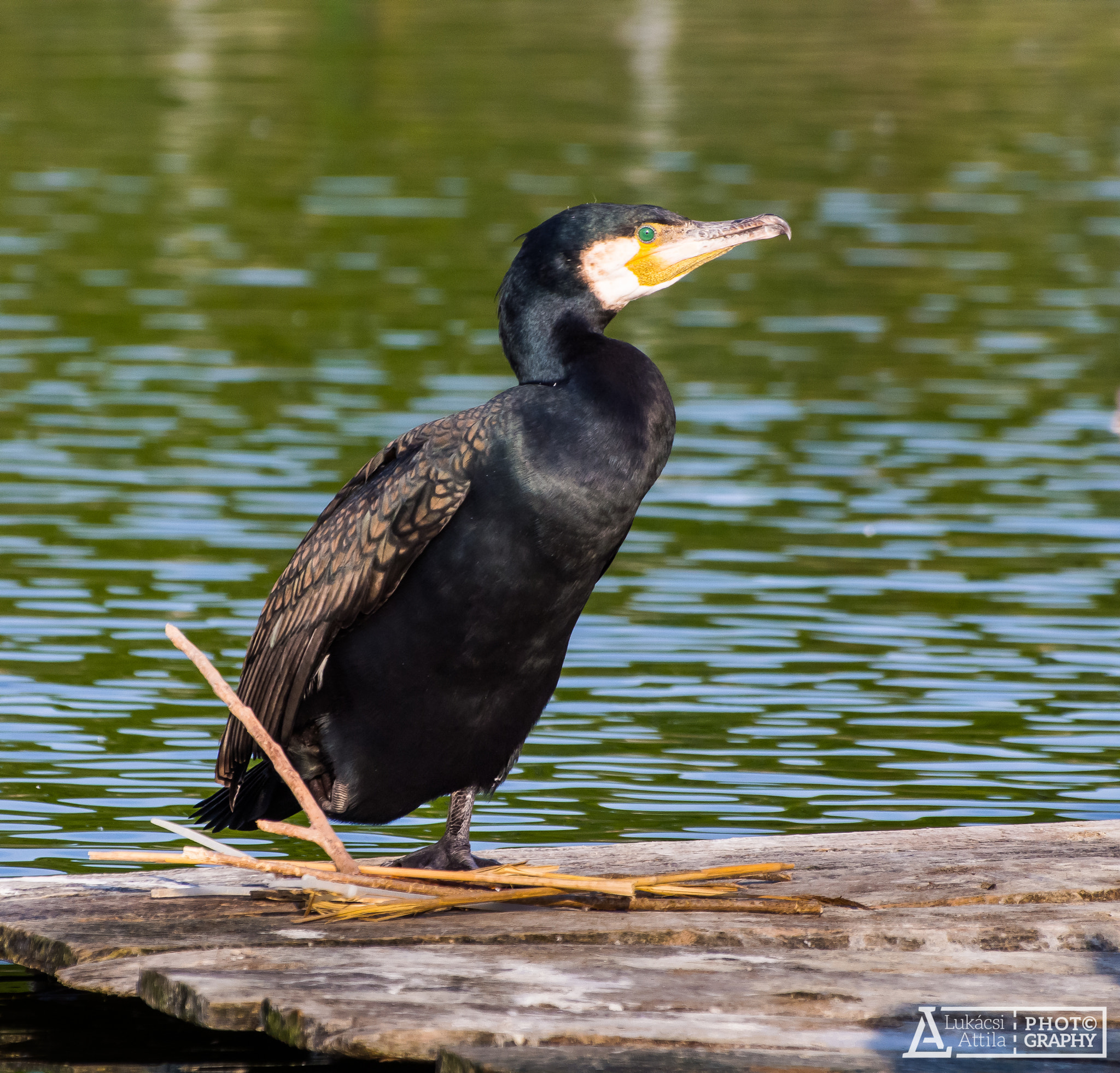 Olympus Zuiko Digital ED 70-300mm F4.0-5.6 sample photo. Green eye photography