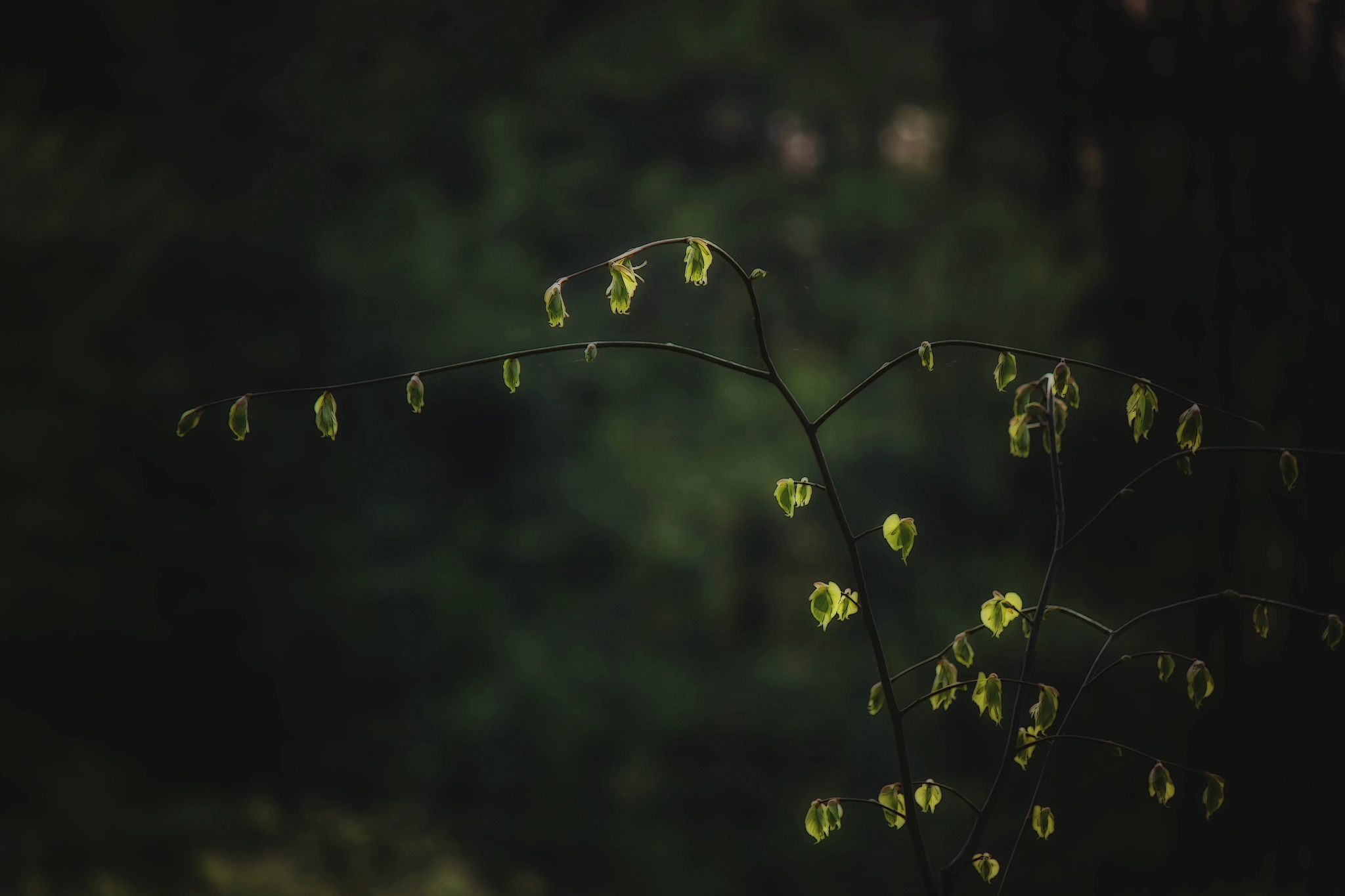 Canon EOS 40D sample photo. Sunset & shadows photography