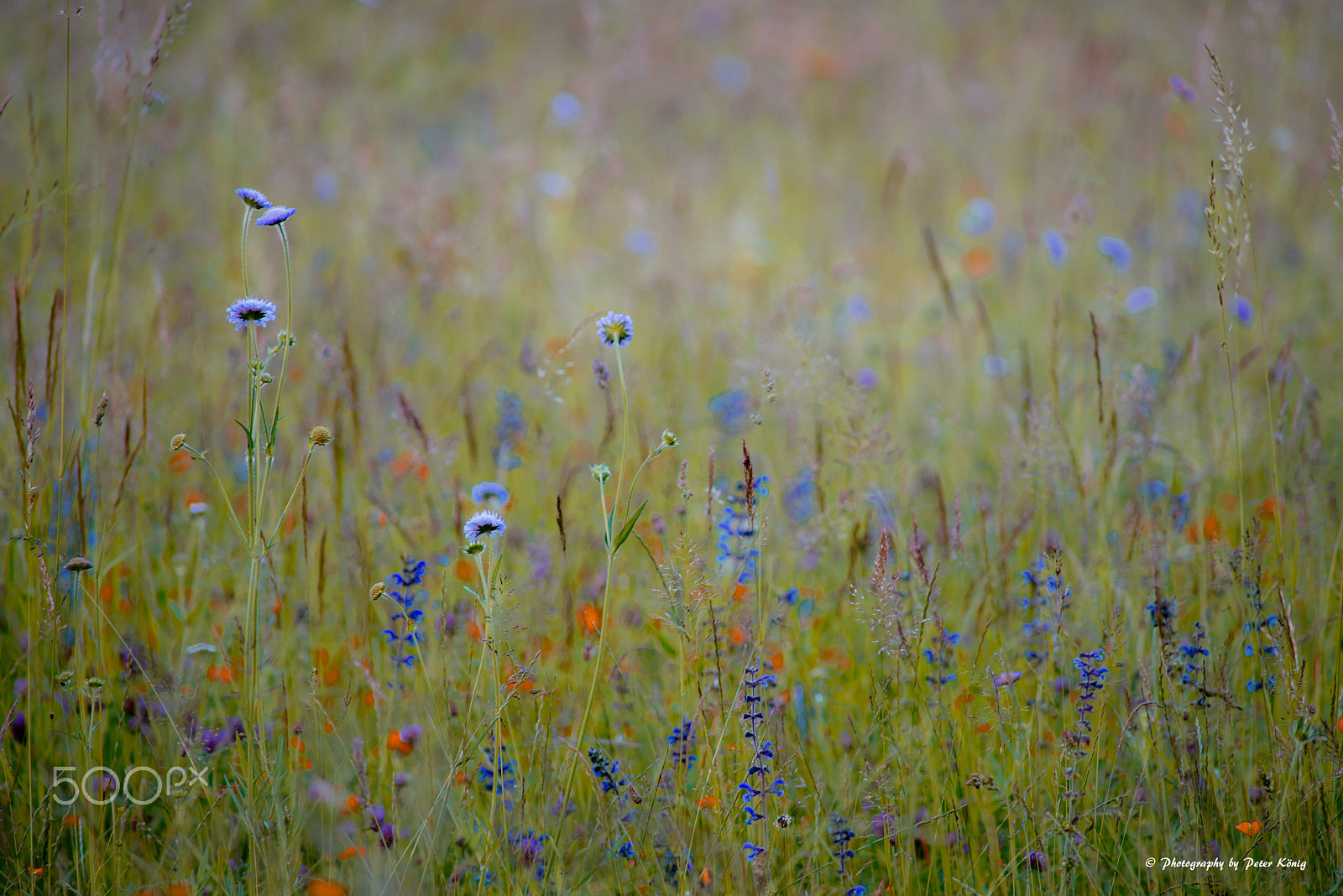 Nikon D600 + AF Nikkor 300mm f/4 IF-ED sample photo. Flower and grasses photography