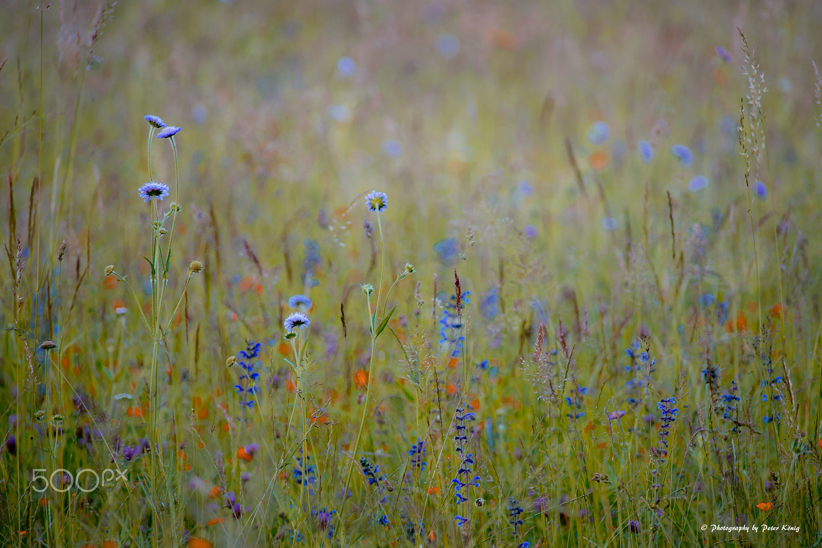 Nikon D600 + AF Nikkor 300mm f/4 IF-ED sample photo. Flower and grasses photography