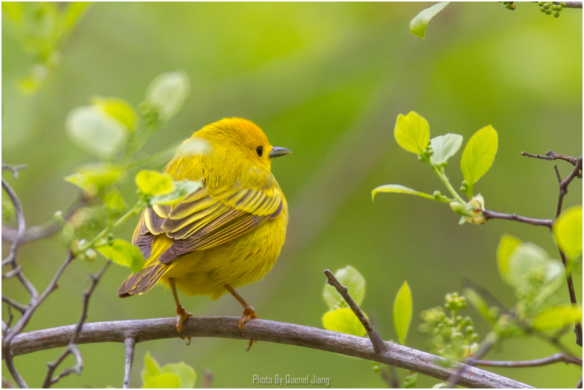Canon EF 600mm f/4L IS sample photo. Yellow warbler photography