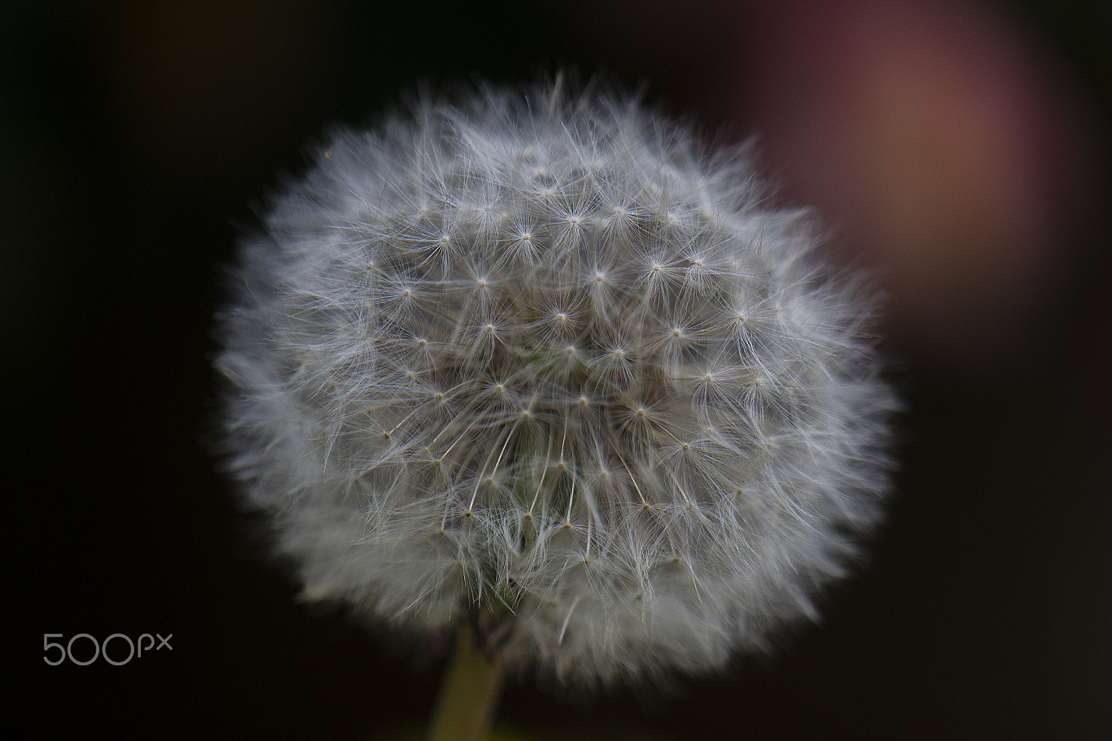 Nikon AF-S DX Micro-Nikkor 85mm F3.5G ED VR sample photo. Dandelion photography