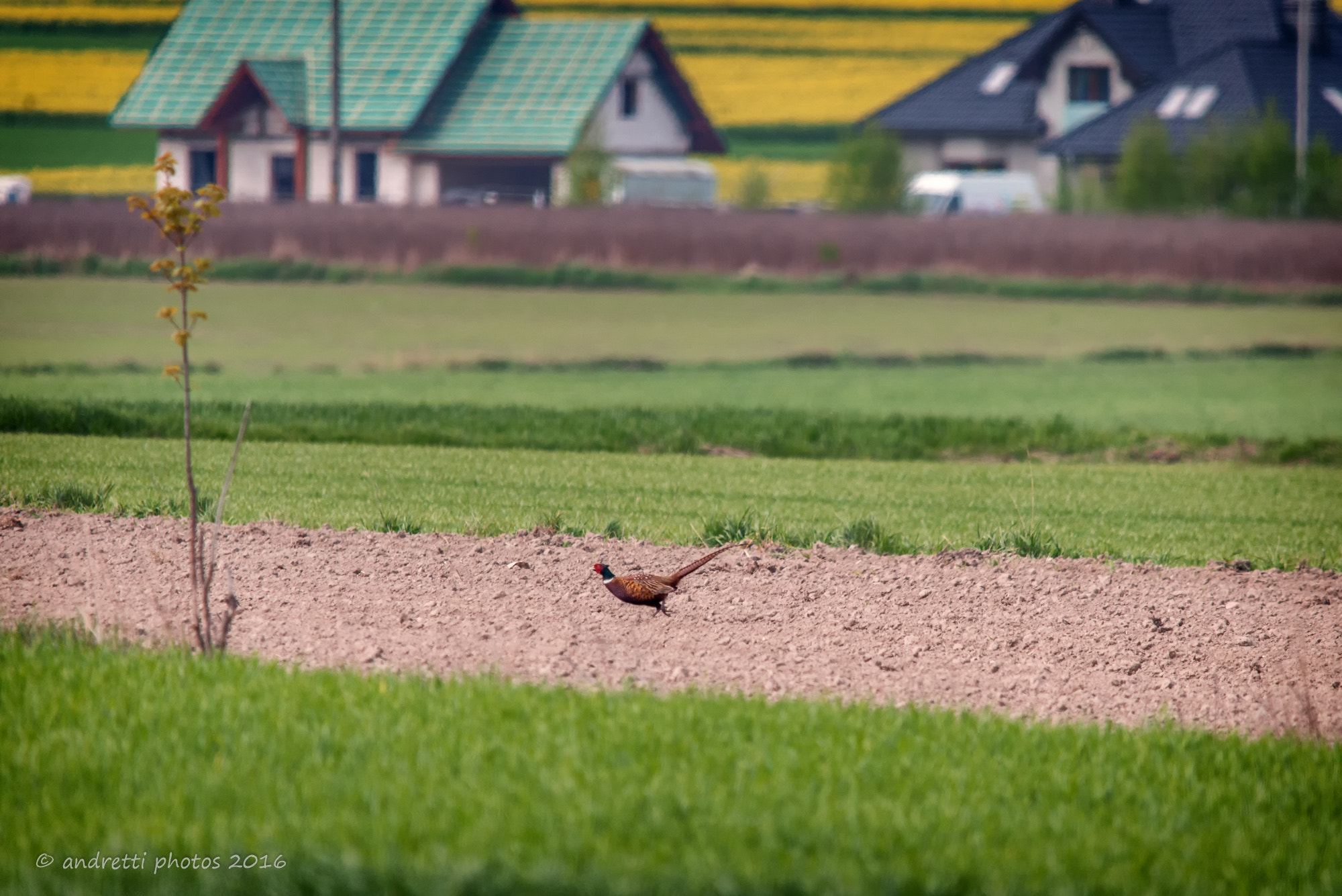 Sigma 150-500mm F5-6.3 DG OS HSM sample photo. Fleeing pheasant photography