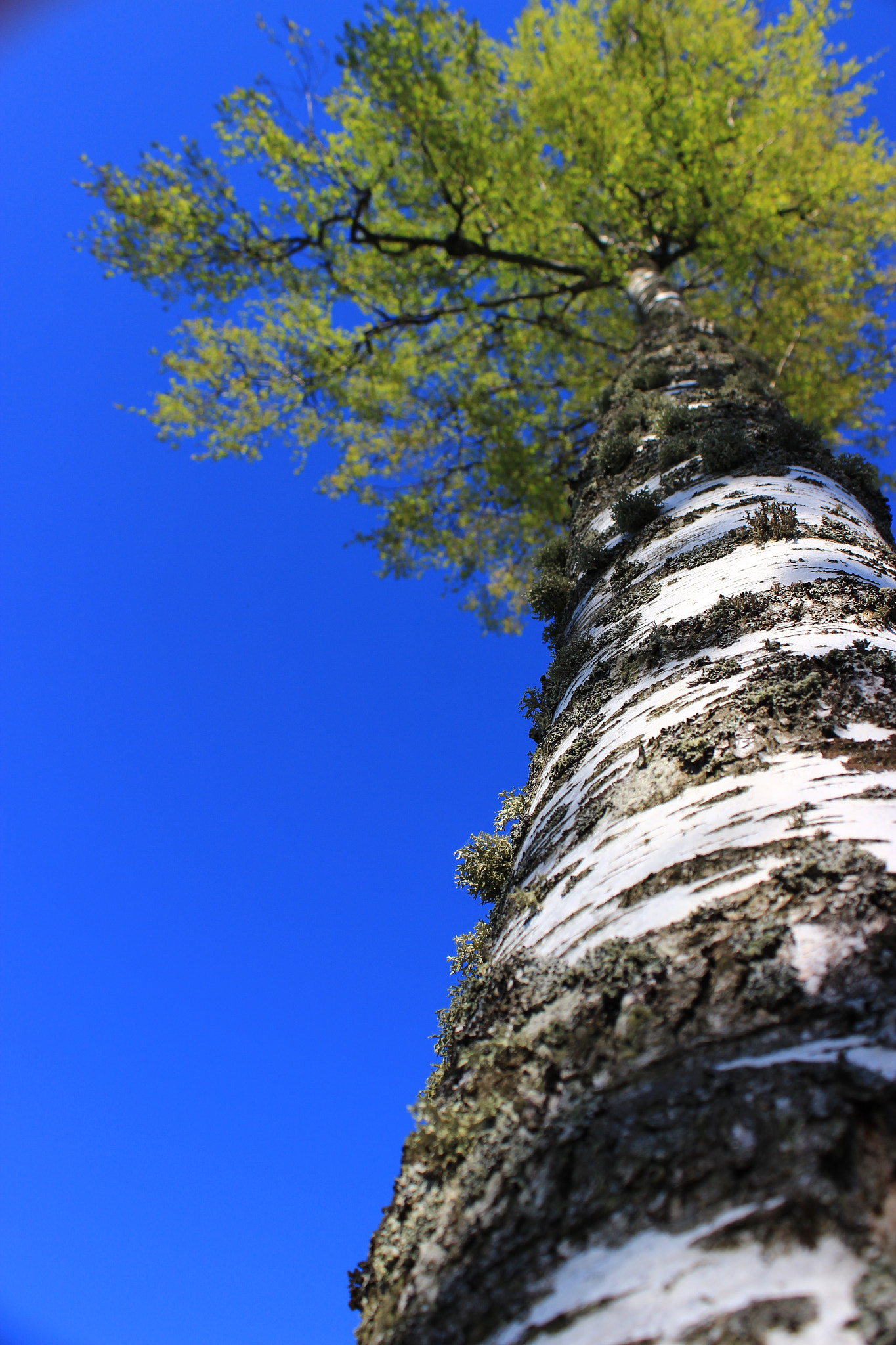 Canon EF-S 18-55mm F3.5-5.6 III sample photo. Birch in spring. photography