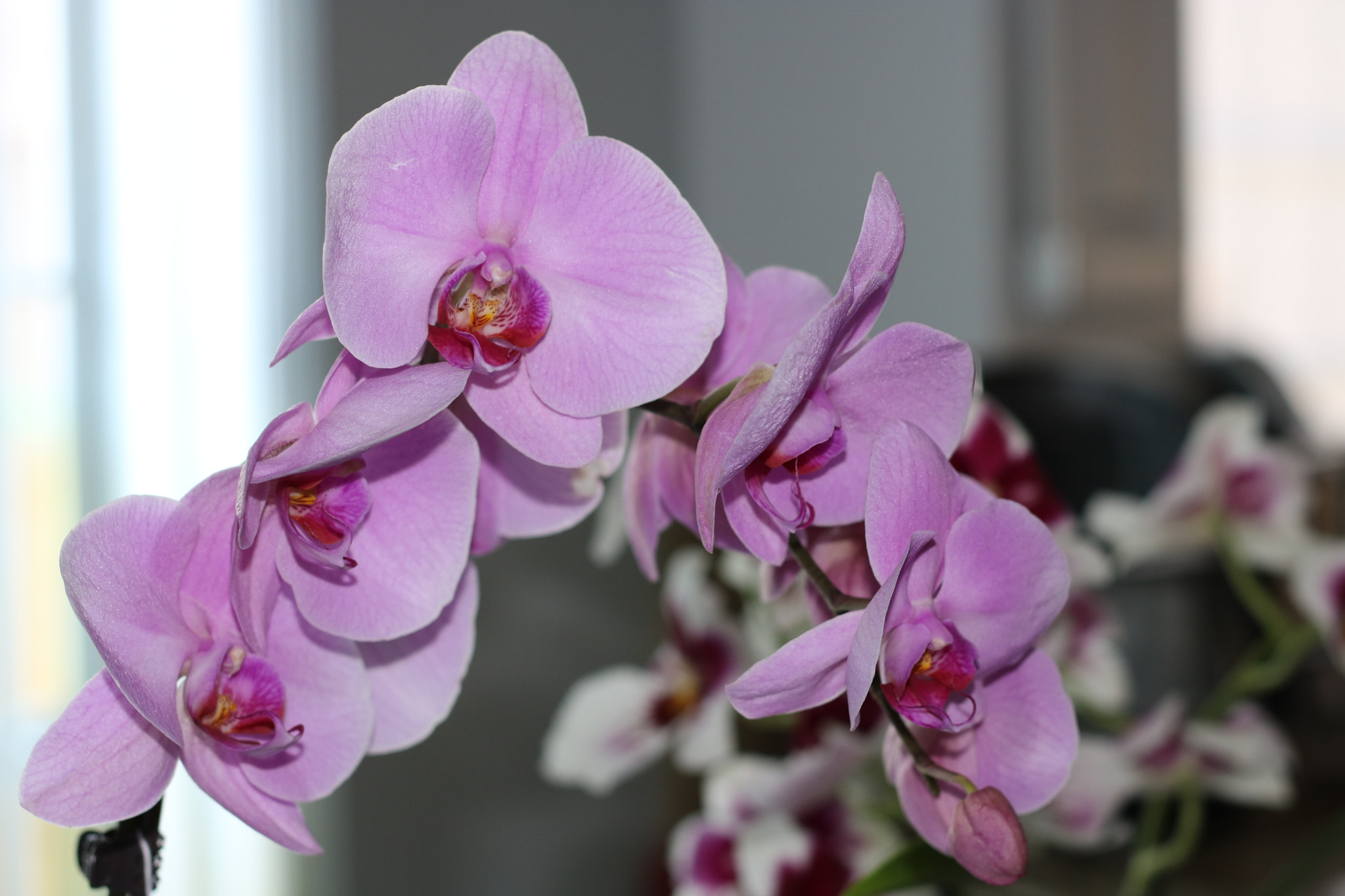 Canon EOS 750D (EOS Rebel T6i / EOS Kiss X8i) + Canon EF 50mm F1.8 II sample photo. Orchid photography
