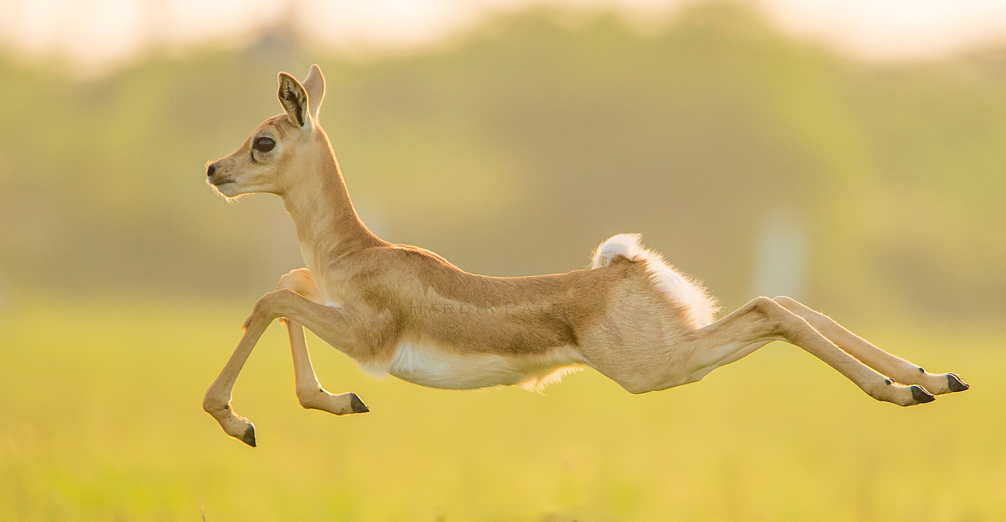 Nikon D4S sample photo. The jump... photography