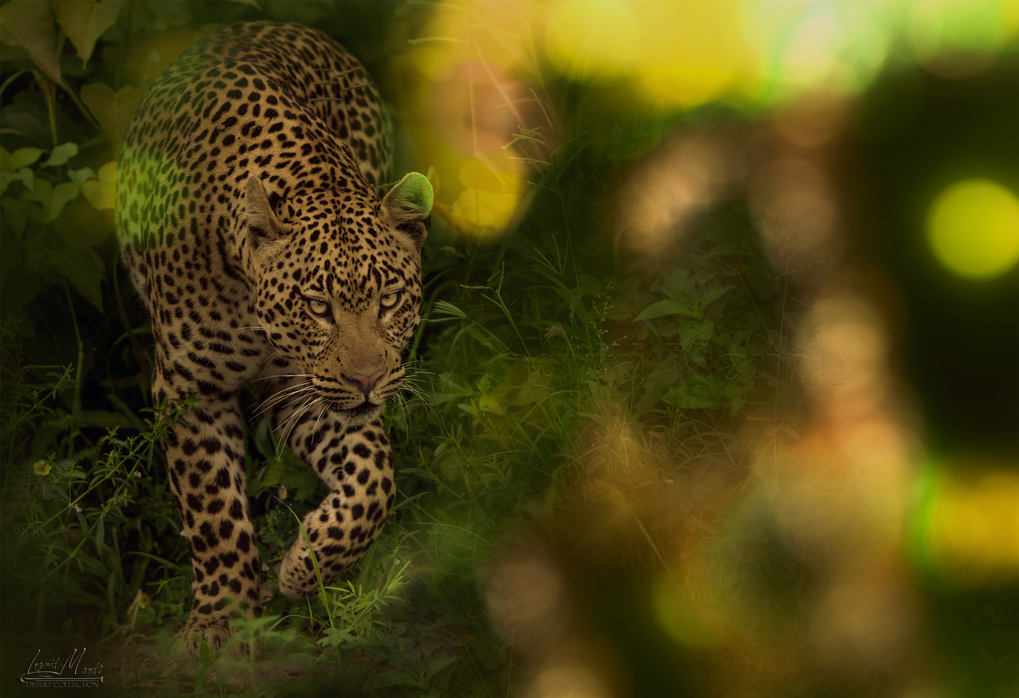 Nikon D4S + Nikon AF-S Nikkor 600mm F4G ED VR sample photo. Duba plains elusive leopard photography