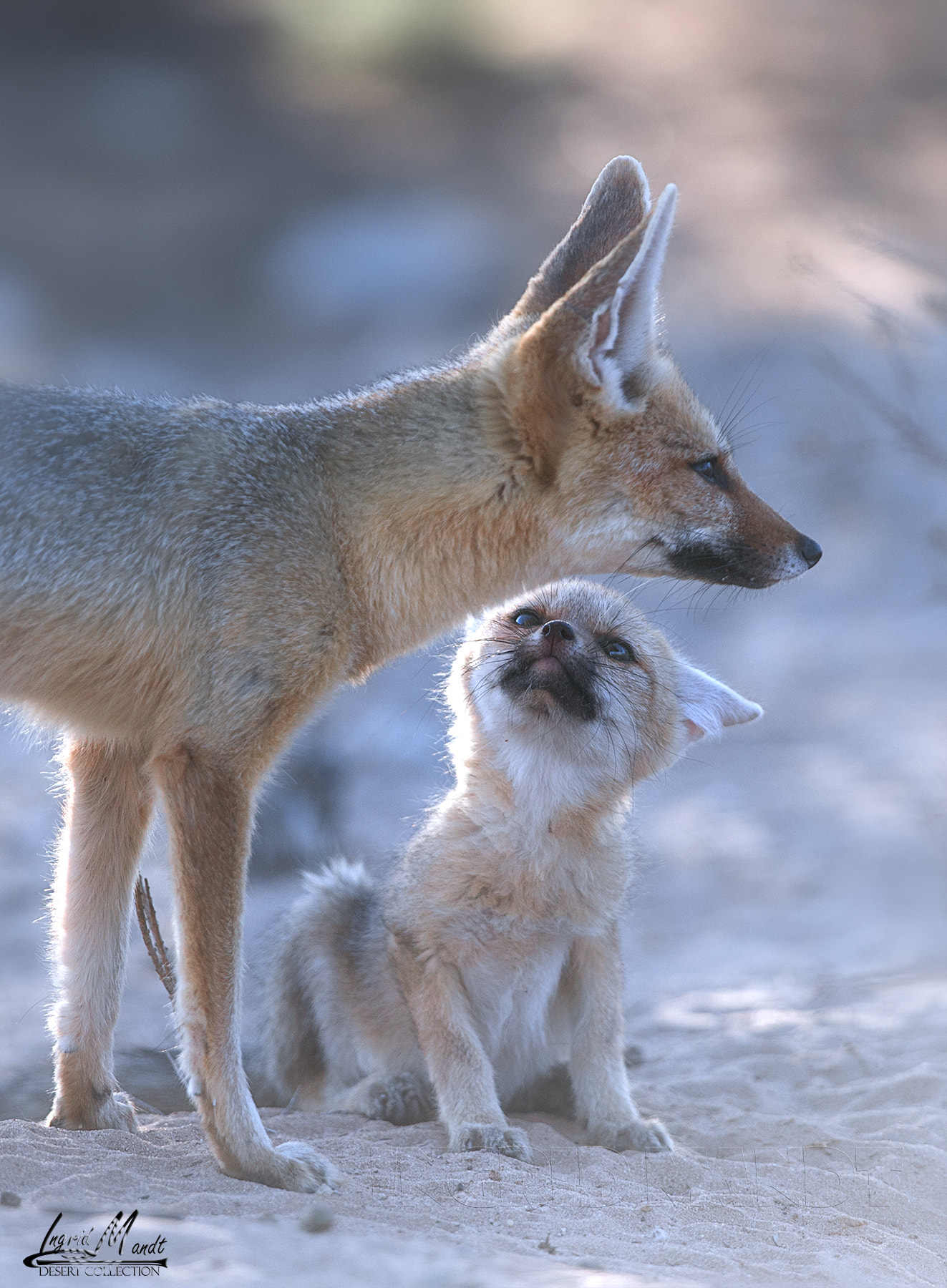 Nikon D4S + Nikon AF-S Nikkor 600mm F4G ED VR sample photo. Mother love-cape fox photography