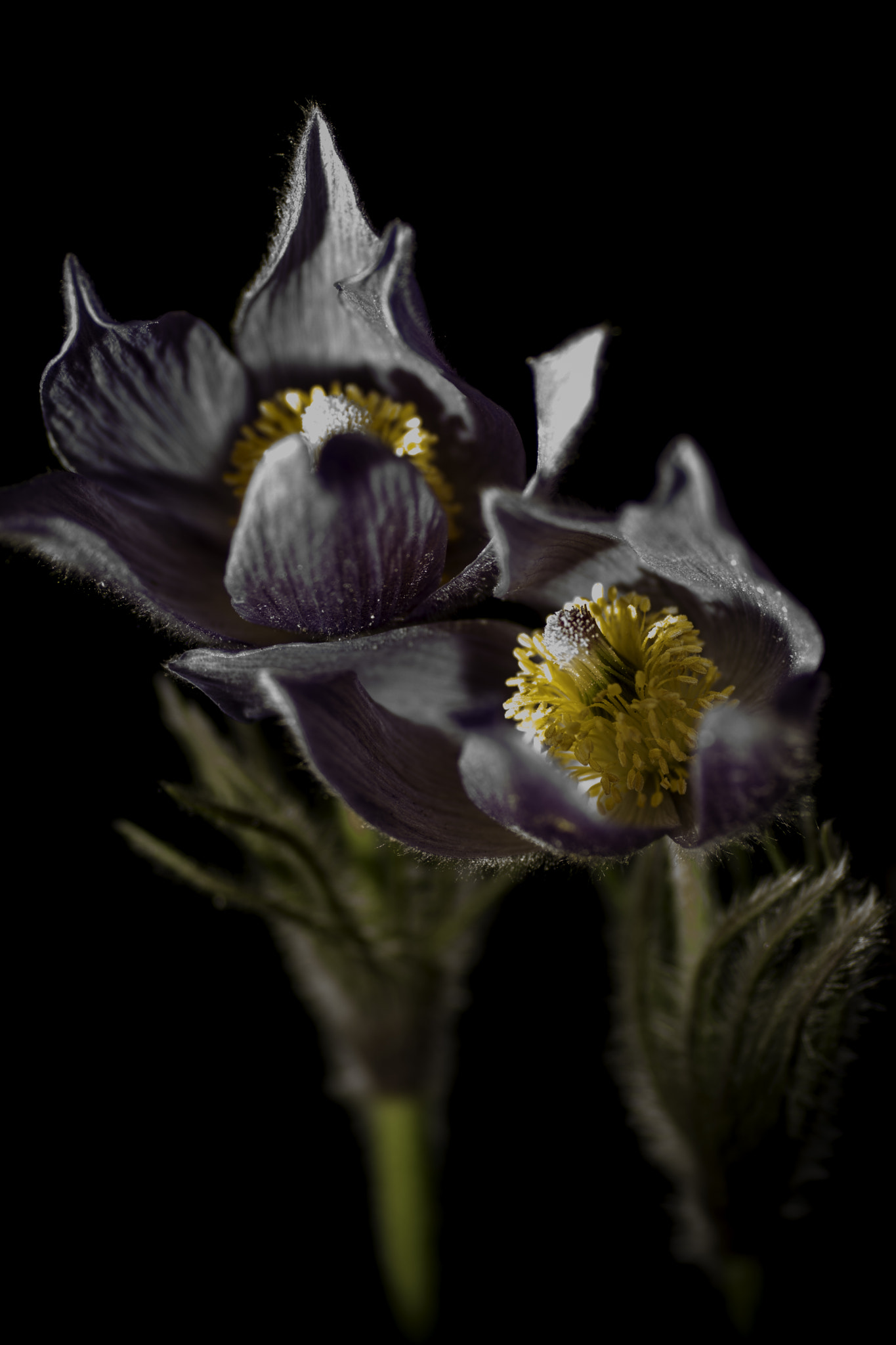 Sony ILCA-77M2 + Tamron SP AF 90mm F2.8 Di Macro sample photo. Pulsatilla patens photography