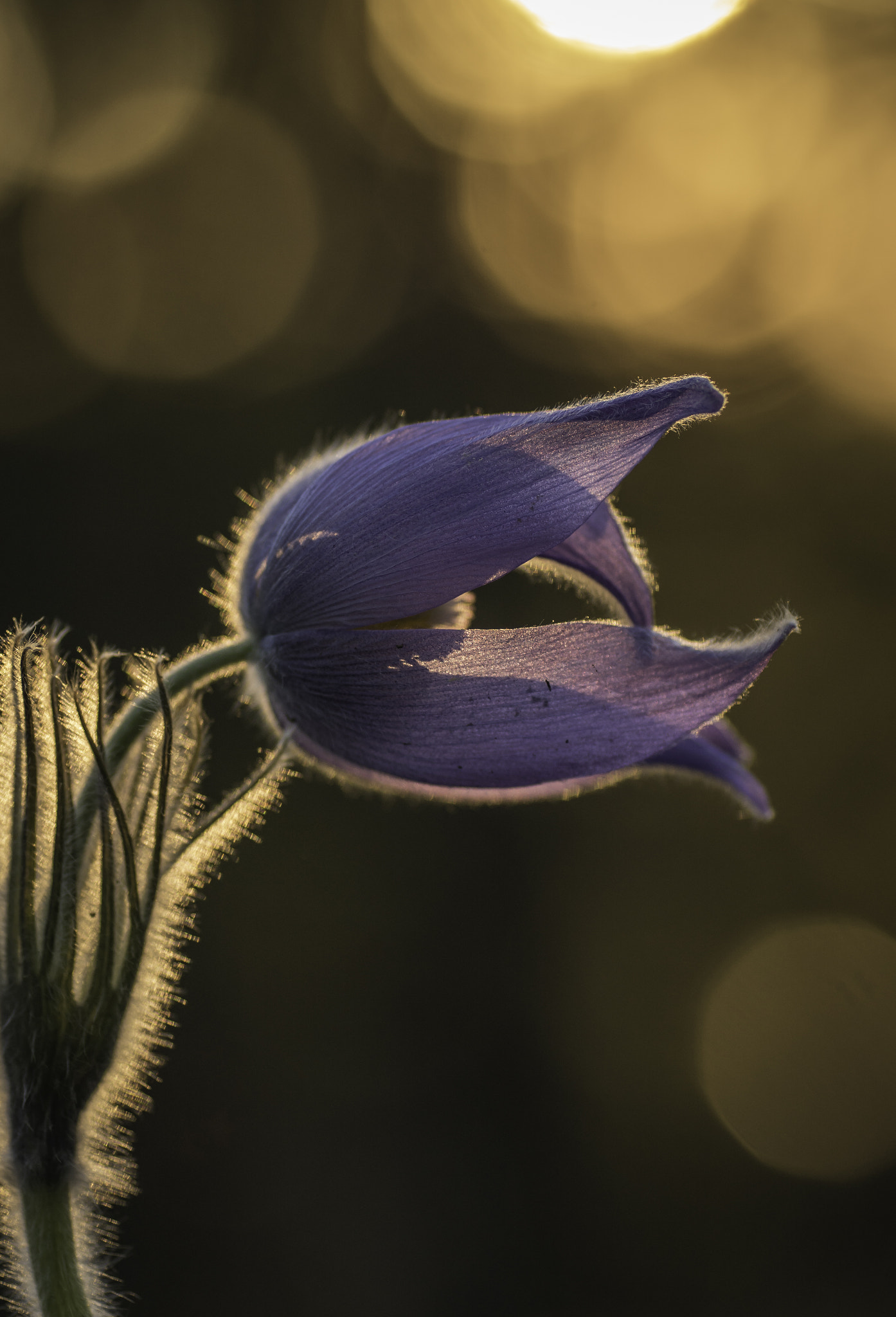 Sony ILCA-77M2 + Tamron SP AF 90mm F2.8 Di Macro sample photo. Pulsatilla patens photography