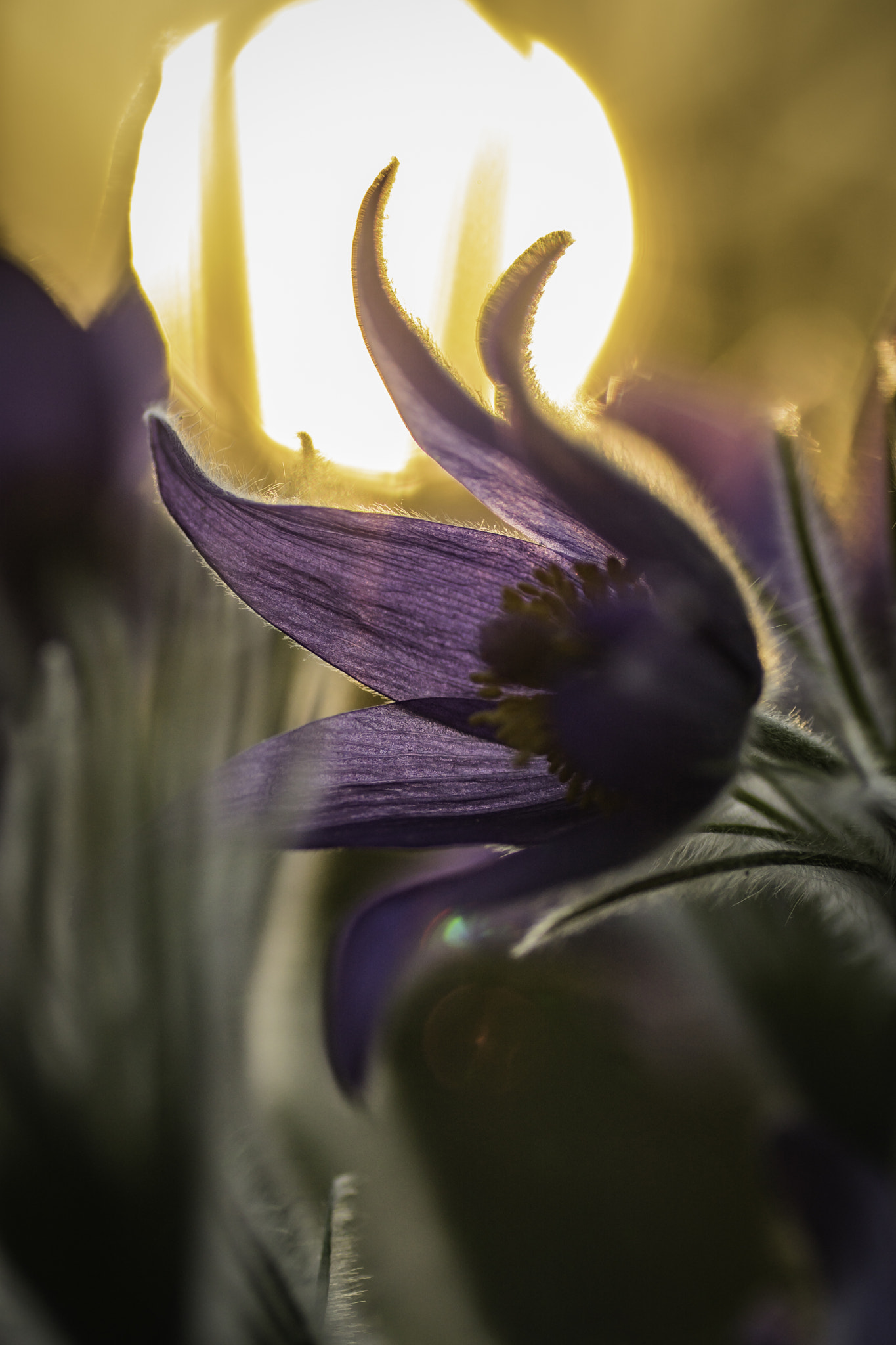 Sony ILCA-77M2 + Tamron SP AF 90mm F2.8 Di Macro sample photo. Pulsatilla patens photography
