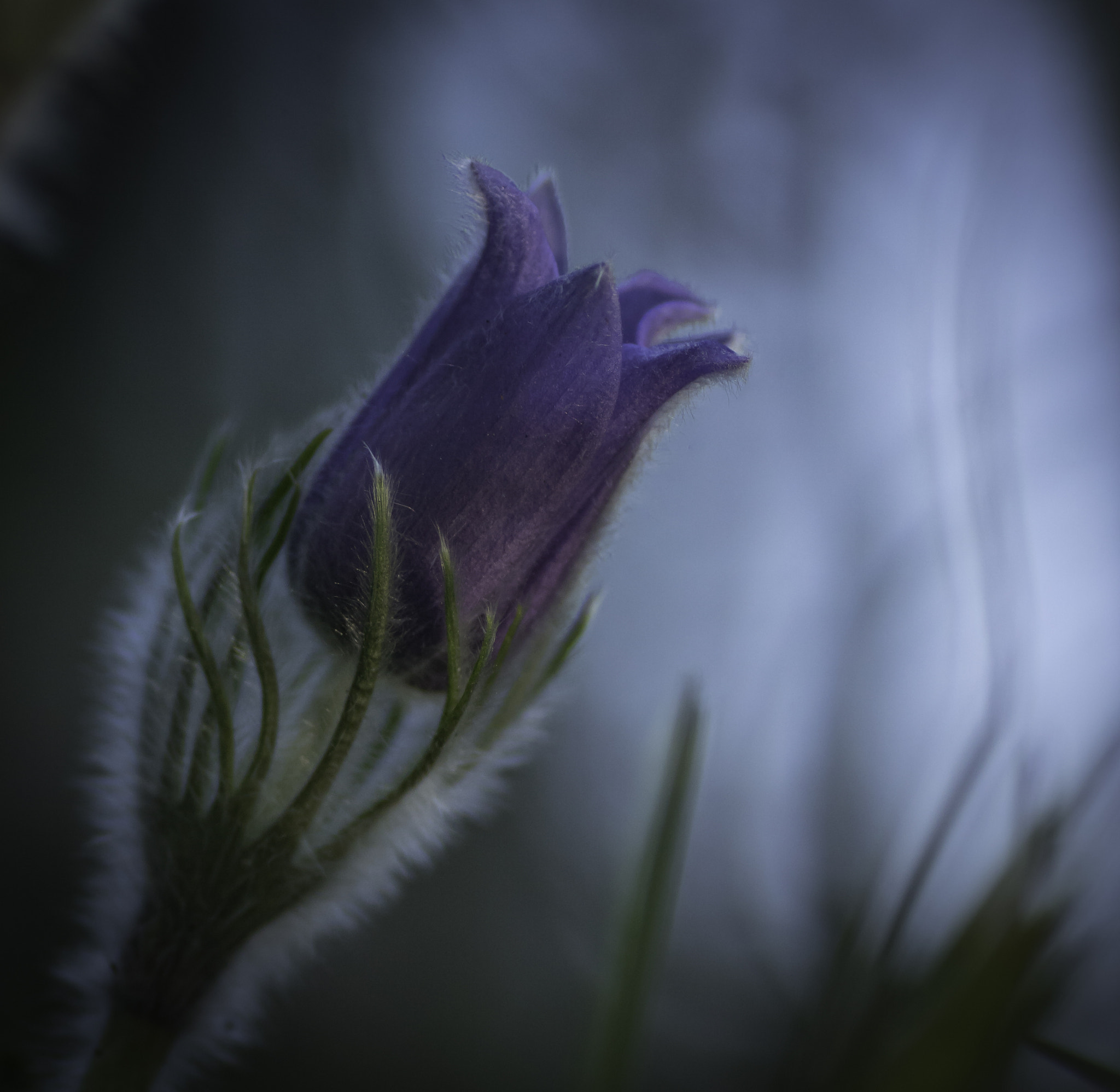 Sony ILCA-77M2 + Tamron SP AF 90mm F2.8 Di Macro sample photo. Pulsatilla patens photography