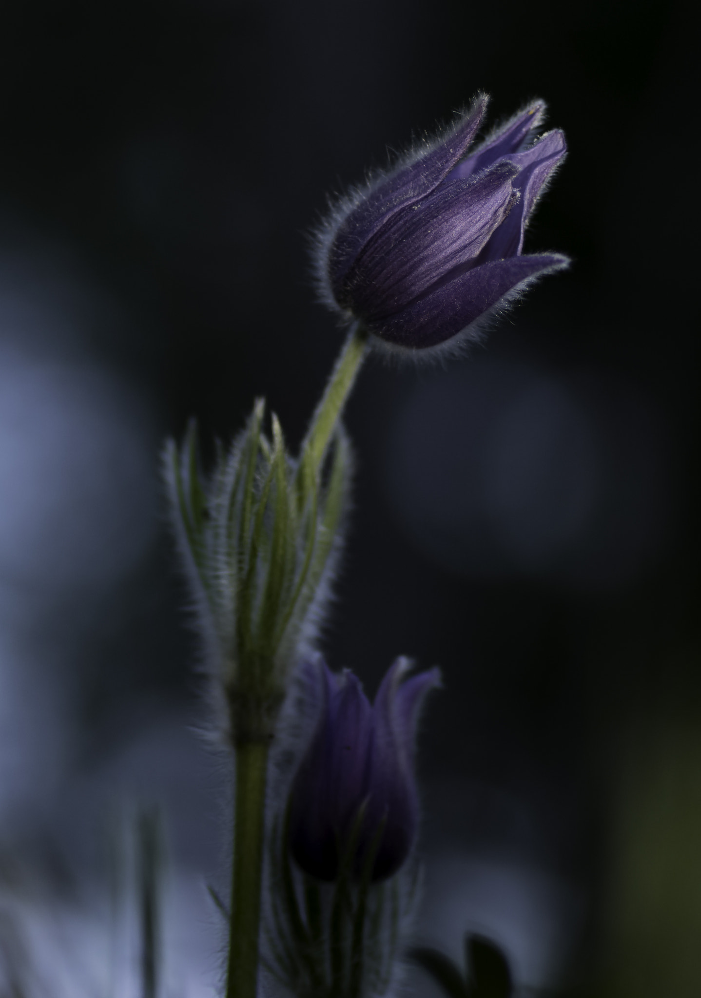 Sony ILCA-77M2 + Tamron SP AF 90mm F2.8 Di Macro sample photo. Pulsatilla patens photography