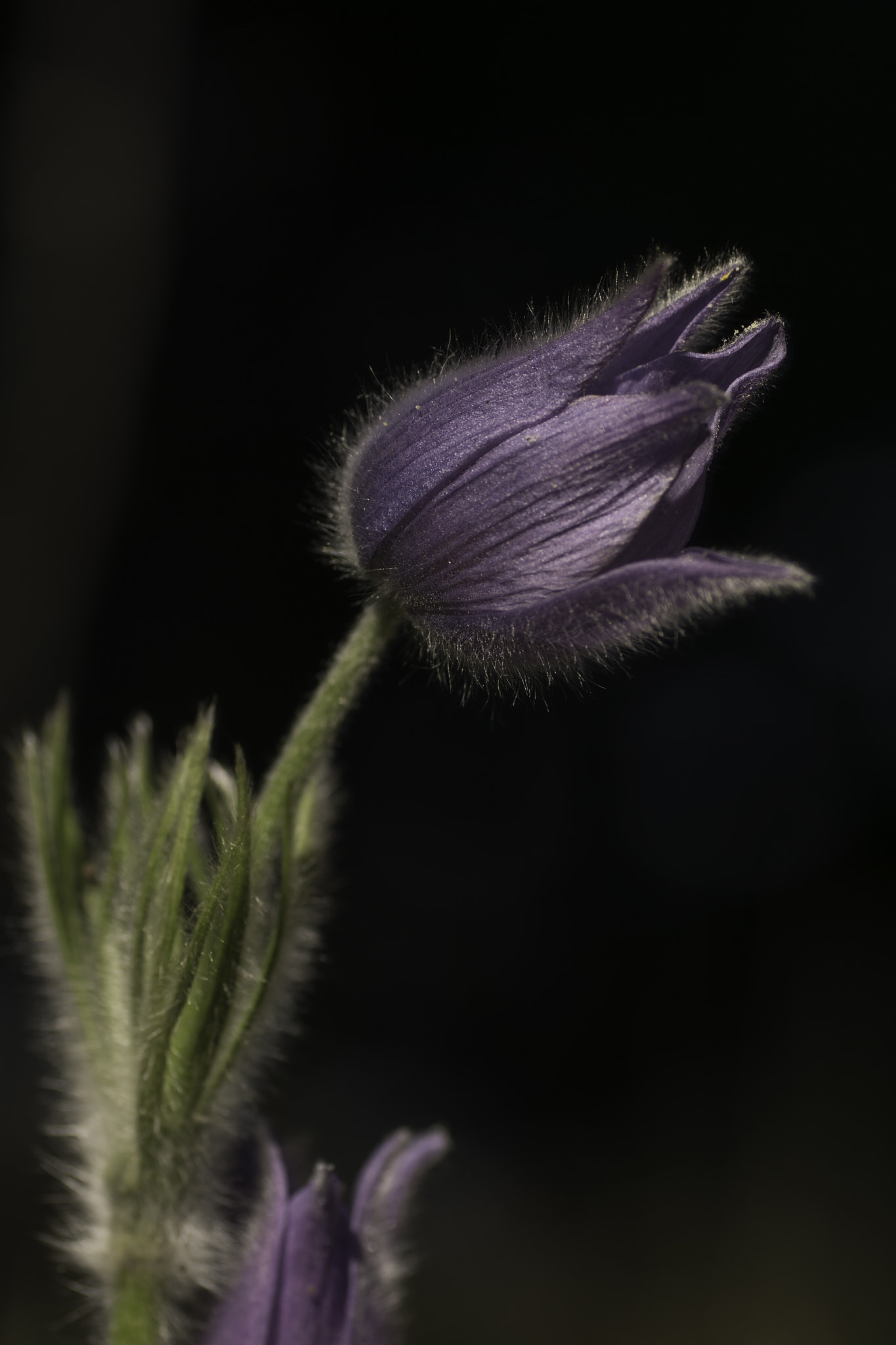 Sony ILCA-77M2 + Tamron SP AF 90mm F2.8 Di Macro sample photo. Pulsatilla patens photography