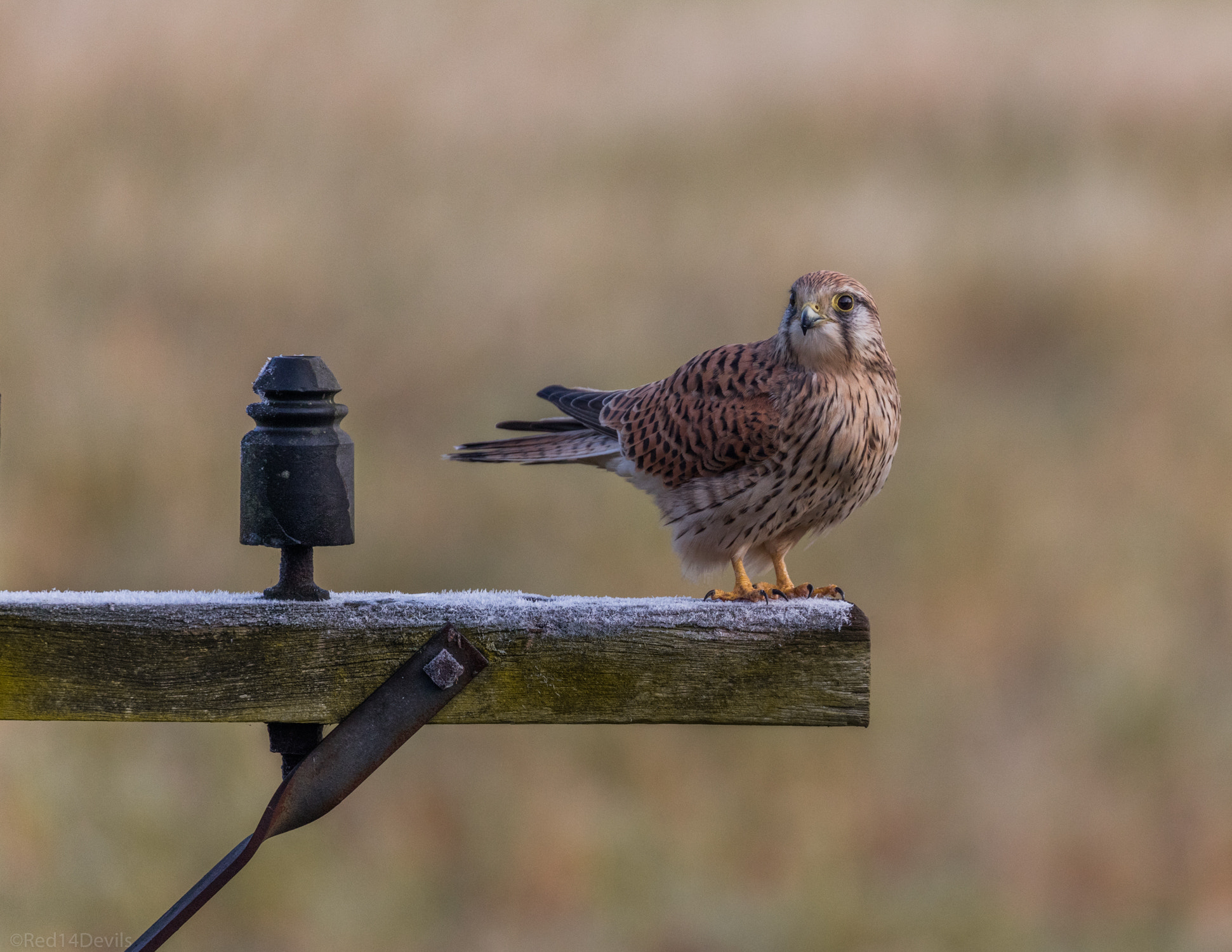 Canon EOS 5DS + Canon EF 100-400mm F4.5-5.6L IS II USM sample photo. Common kestrel photography