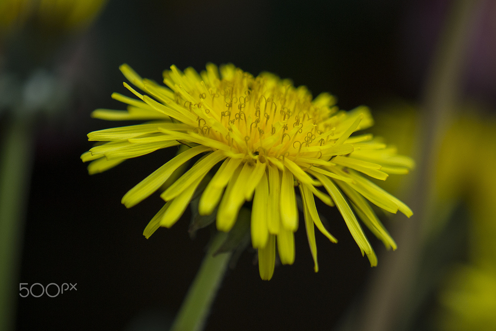 Nikon AF-S DX Micro-Nikkor 85mm F3.5G ED VR sample photo. Dandelion 2 photography