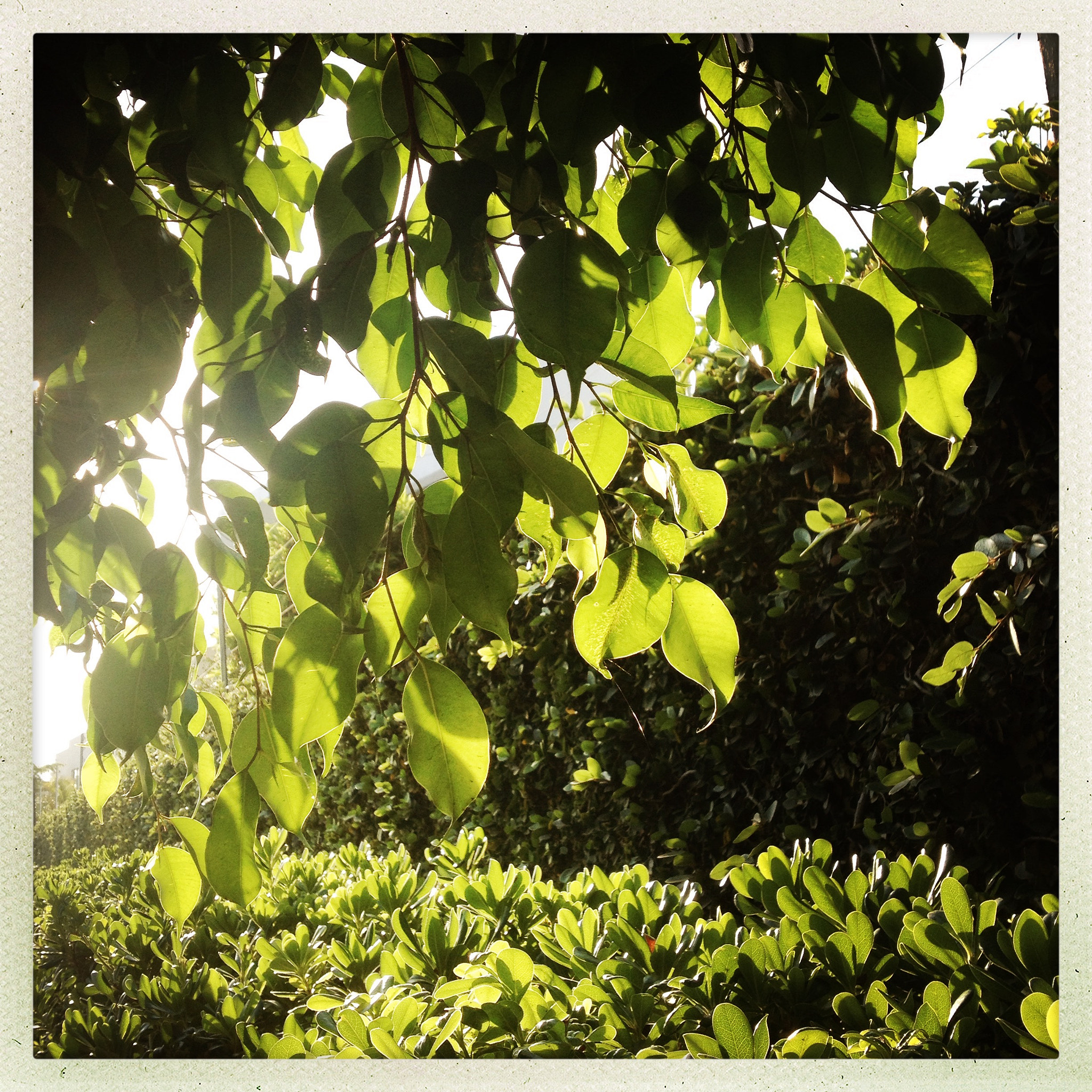 Hipstamatic 278 sample photo. Green leaves photography