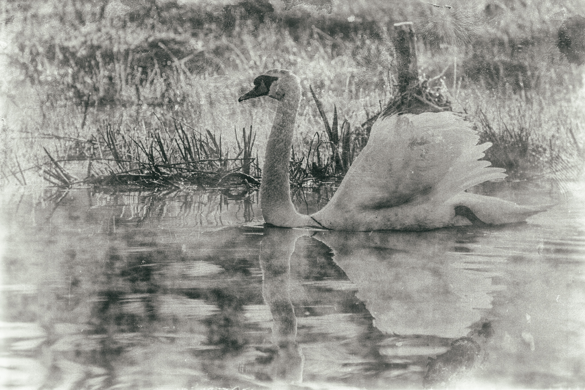 Canon EF 300mm F4L IS USM sample photo. Swan - schwan - svane photography