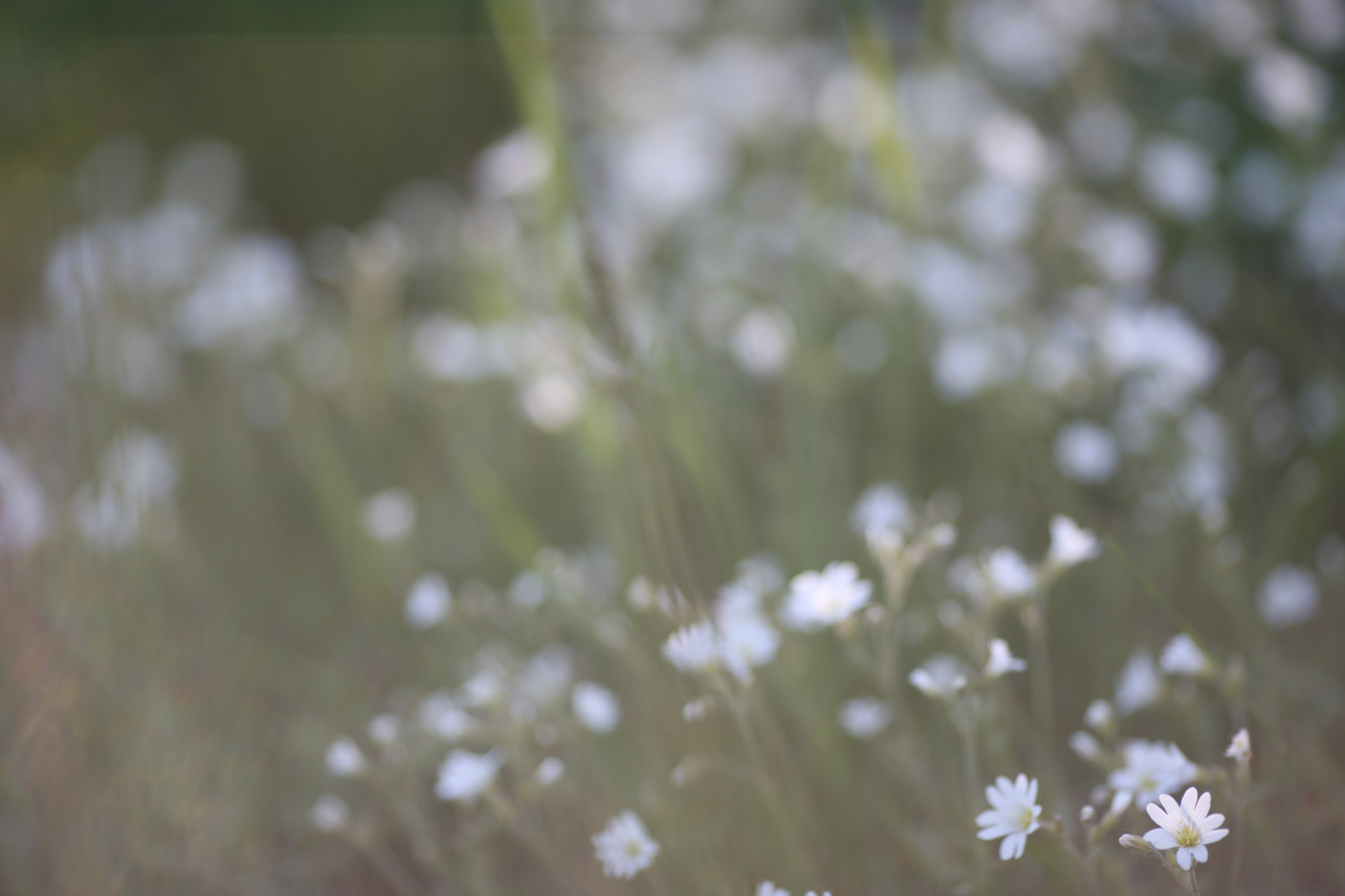 Canon EOS-1Ds Mark III + Canon EF 135mm F2L USM sample photo. Flovers photography
