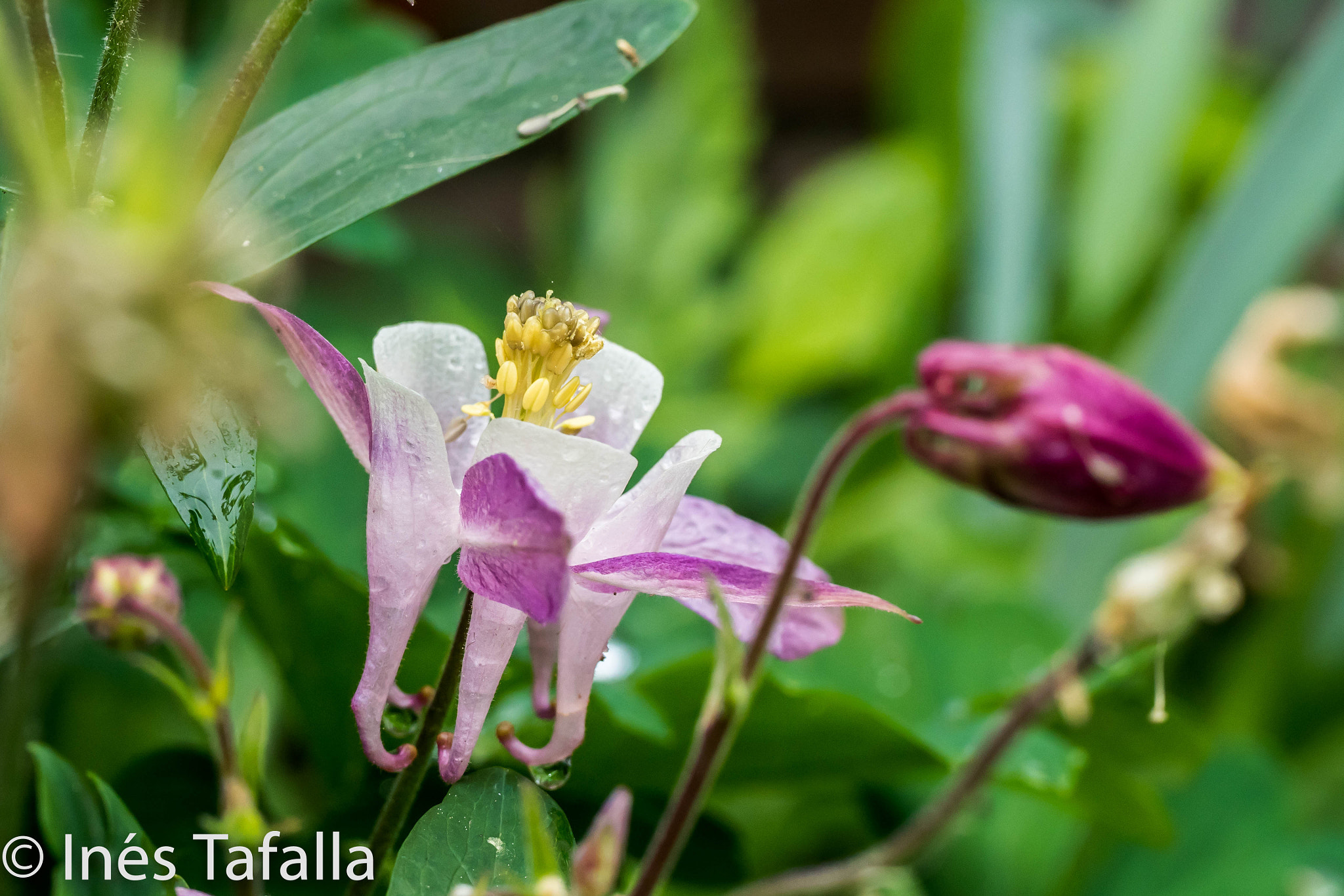 Panasonic Leica DG Macro-Elmarit 45mm F2.8 ASPH OIS sample photo. Columbine photography