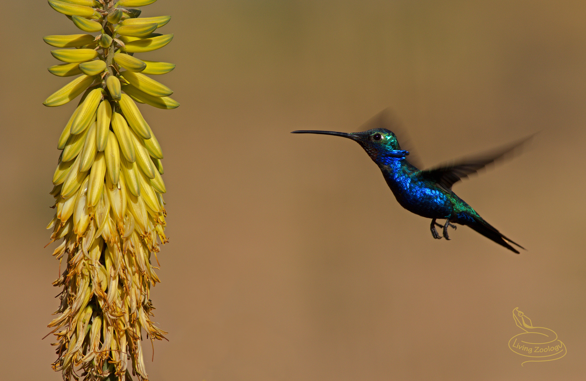 Canon EOS 550D (EOS Rebel T2i / EOS Kiss X4) + Canon EF 400mm F5.6L USM sample photo. Blue-tufted starthroat (heliomaster furcifer) photography