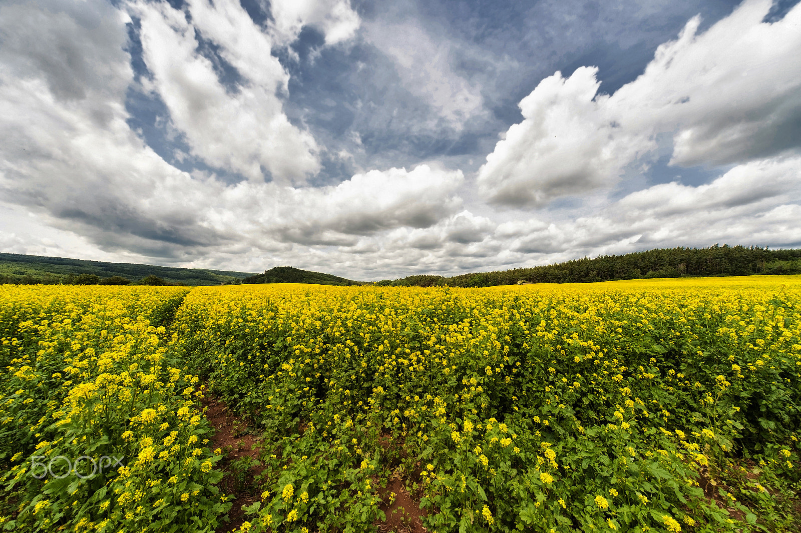 Sigma 12-24mm F4.5-5.6 EX DG Aspherical HSM sample photo. Canola field and sky.... photography