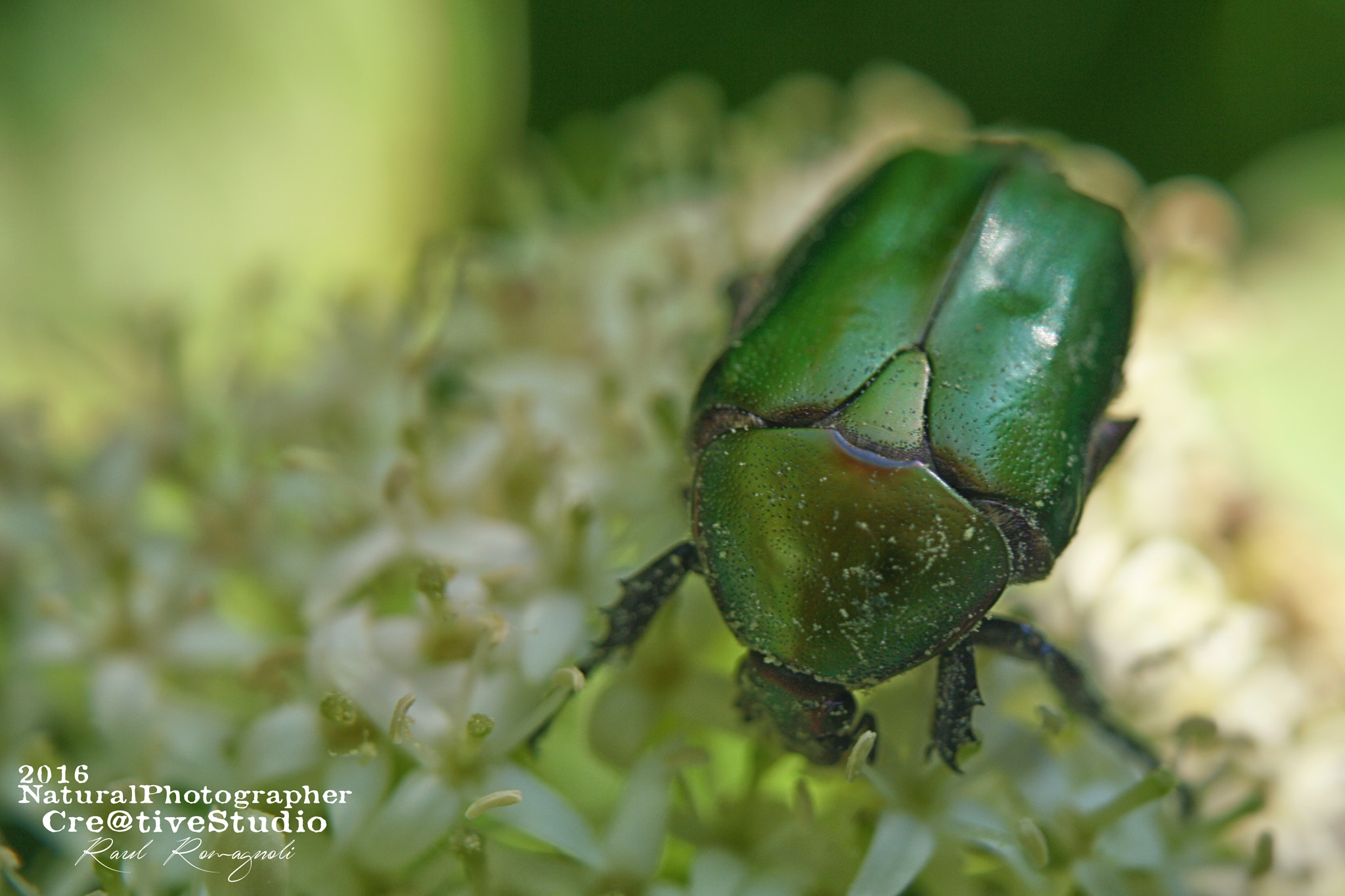 Canon EOS 1000D (EOS Digital Rebel XS / EOS Kiss F) + Canon EF 135mm F2.8 SF sample photo. Coleoptera photography