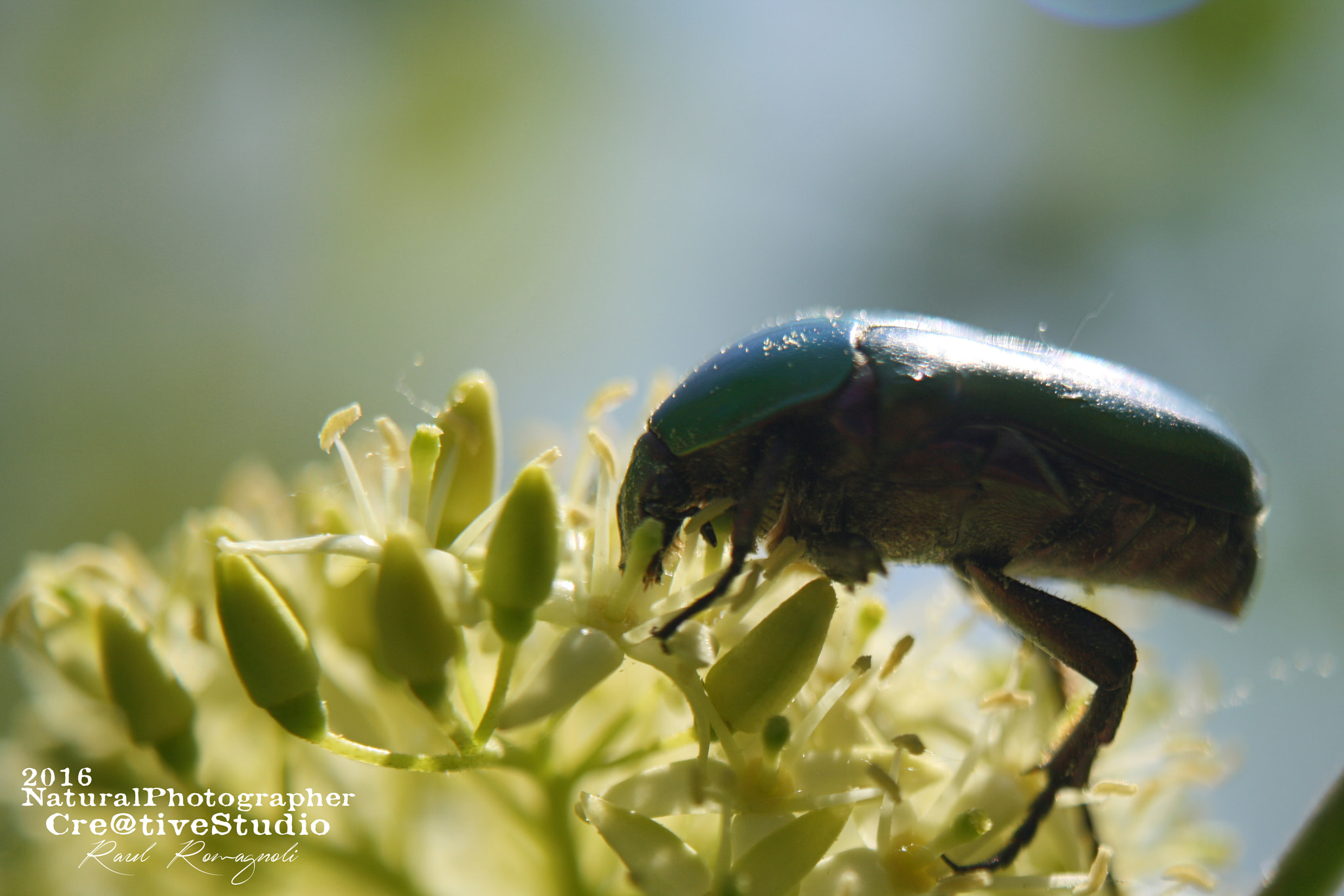 Canon EOS 1000D (EOS Digital Rebel XS / EOS Kiss F) + Canon EF 135mm F2.8 SF sample photo. Coleoptera photography