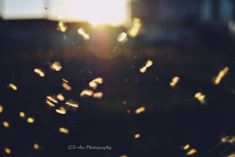 Nikon D3000 sample photo. Little 'angels' photography