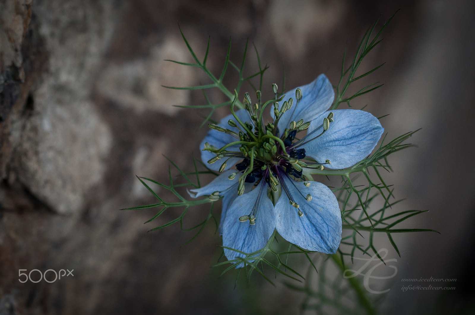 Sigma 150mm F2.8 EX DG OS Macro HSM sample photo. Flower photography