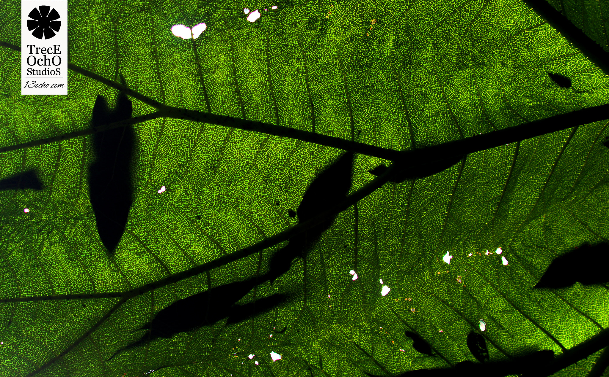 Canon EF 35-350mm F3.5-5.6L USM sample photo. Reptilia photography