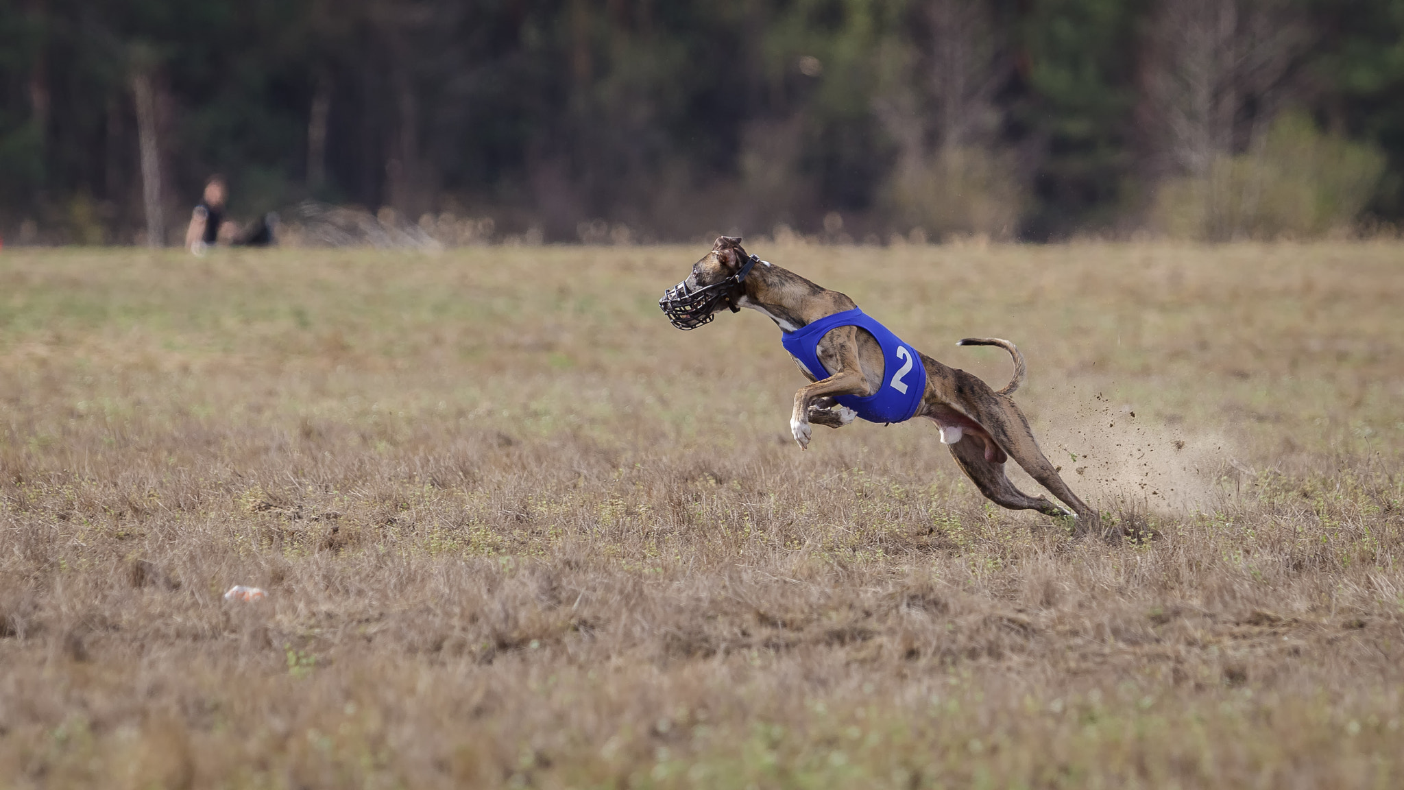 Canon EOS 5D Mark II + Canon EF 70-200mm F2.8L USM sample photo. Coursing, passion and speed.  whippet running photography