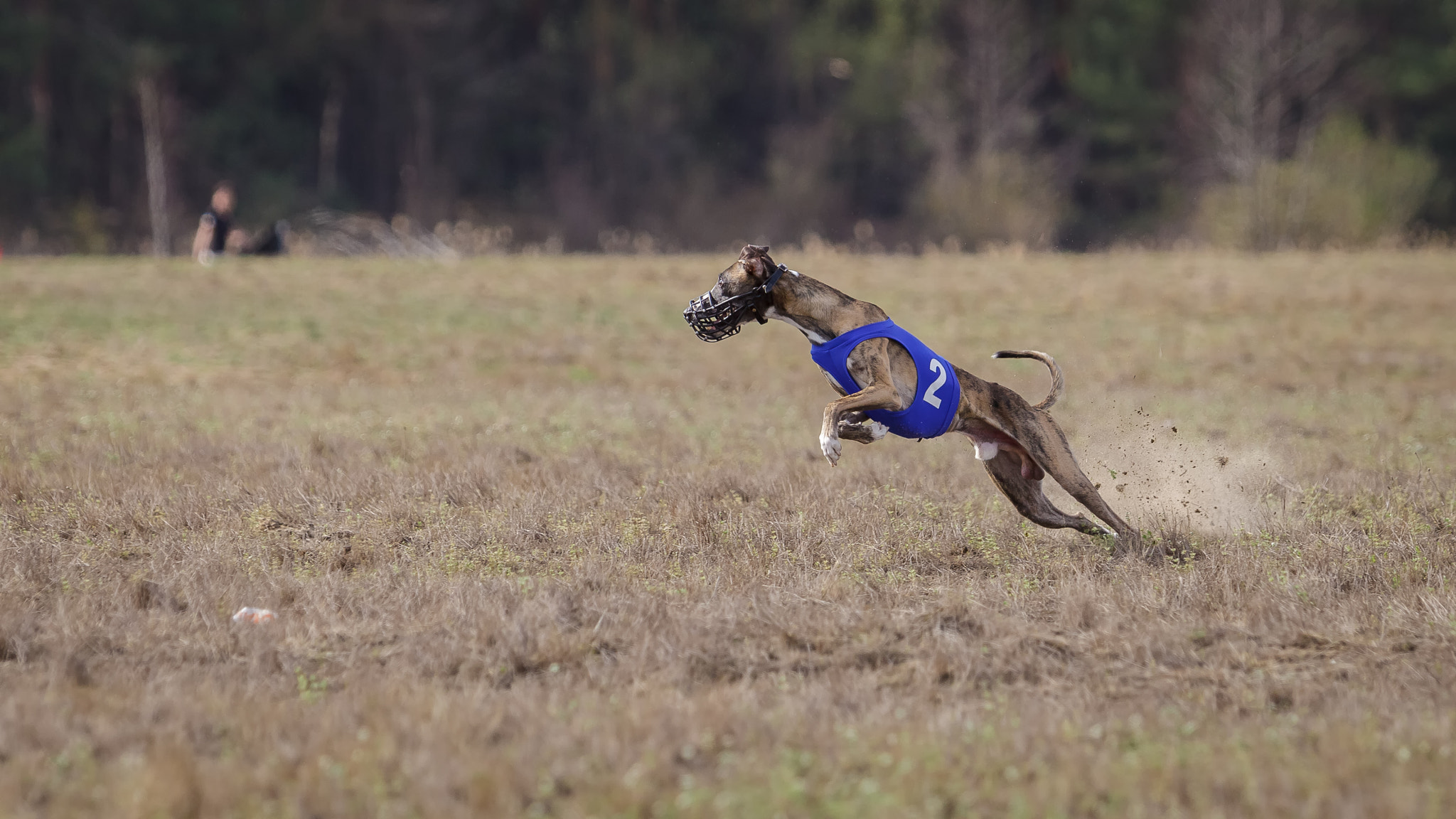 Canon EF 70-200mm F2.8L USM sample photo. Coursing, passion and speed.  whippet running photography