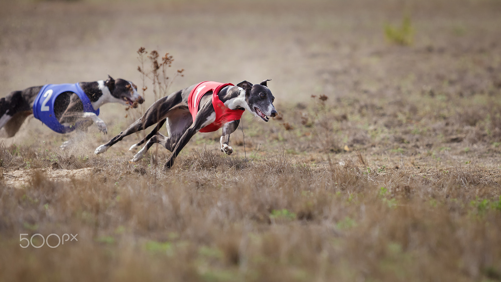 Canon EF 70-200mm F2.8L USM sample photo. Whippet, go-go-go.... photography