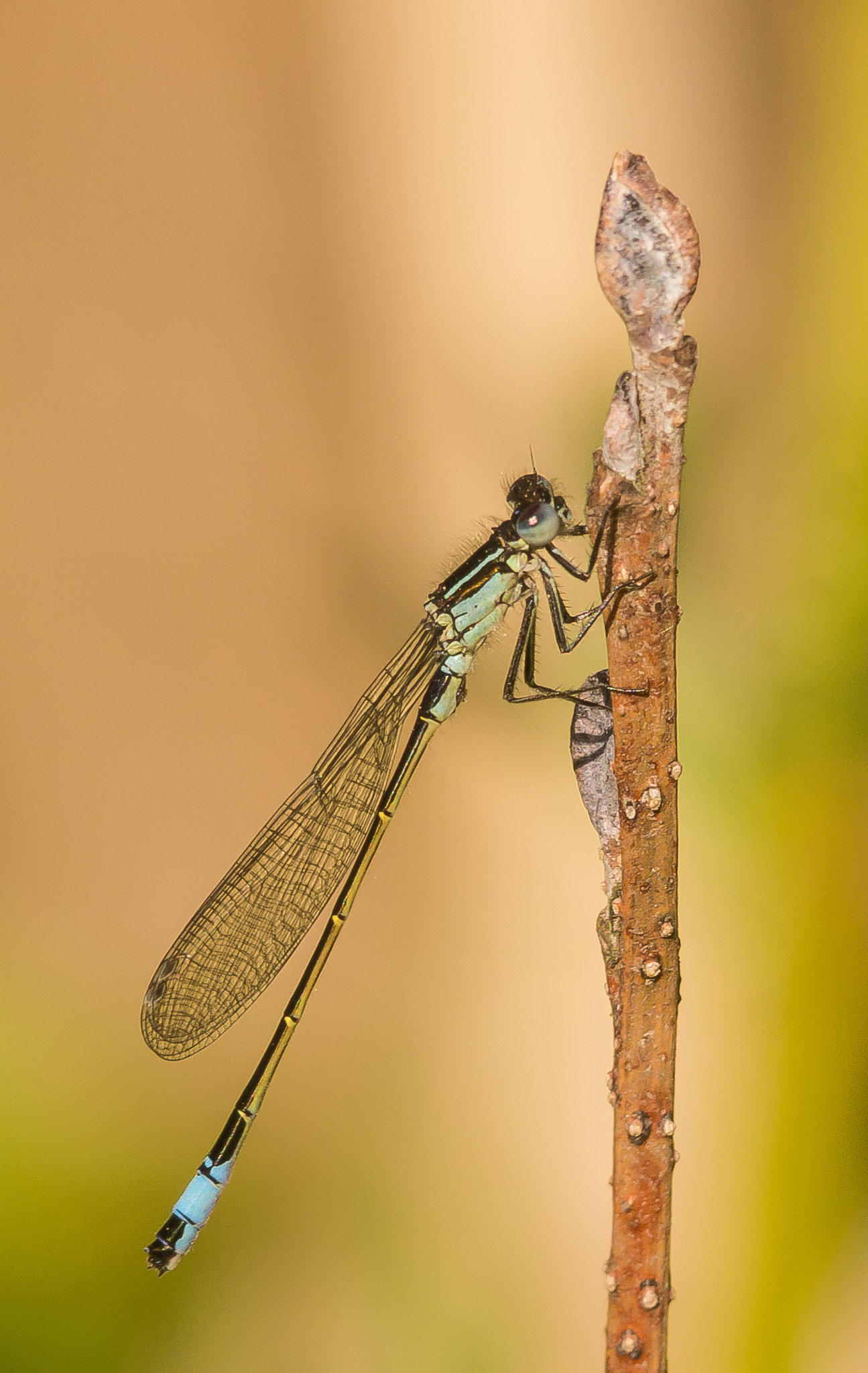 Sigma 150-500mm F5-6.3 DG OS HSM sample photo. Meine 1. in 2016 photography