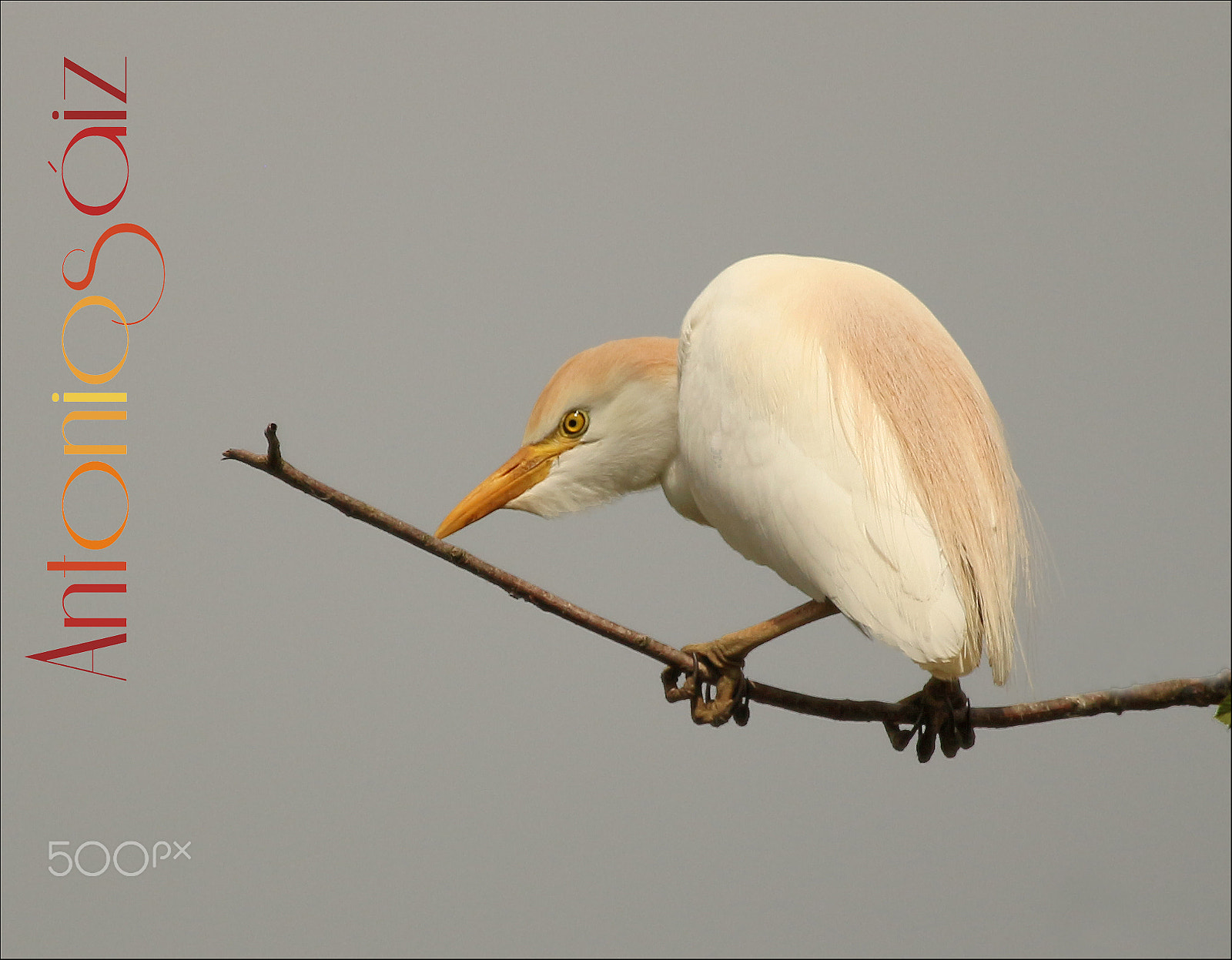 Canon EF 100-400mm F4.5-5.6L IS USM sample photo. Garcilla bueyera photography