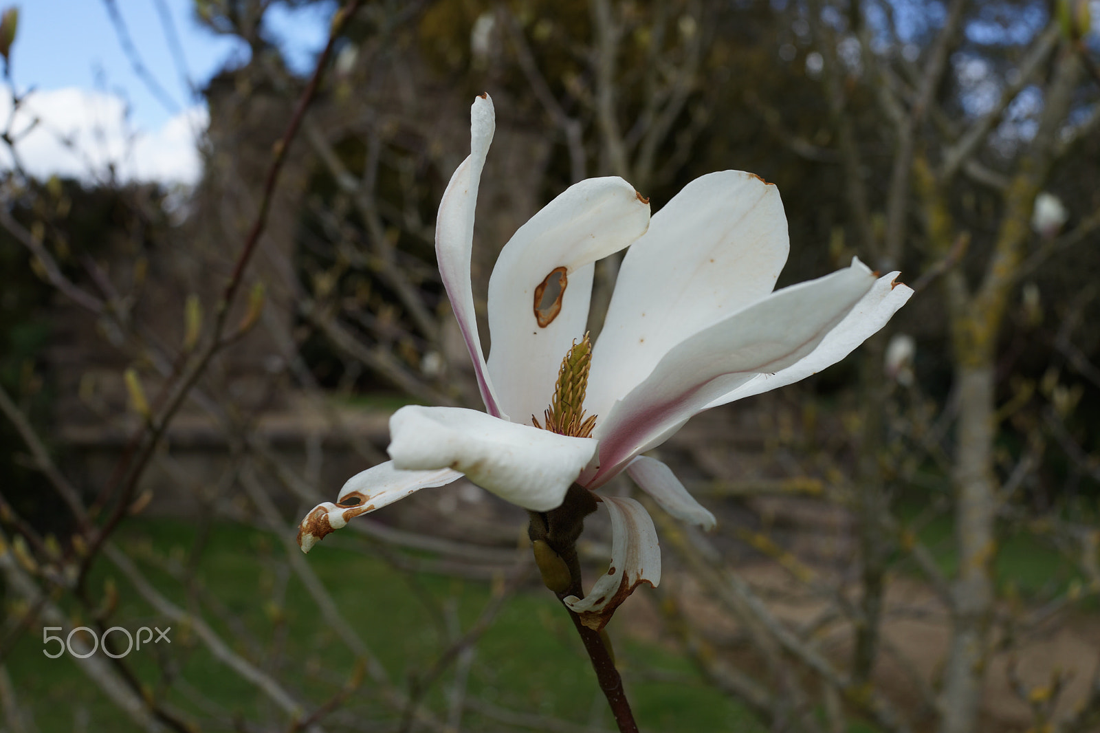 Sony Cyber-shot DSC-RX1R + Sony 35mm F2.0 sample photo. Dying magnolia photography