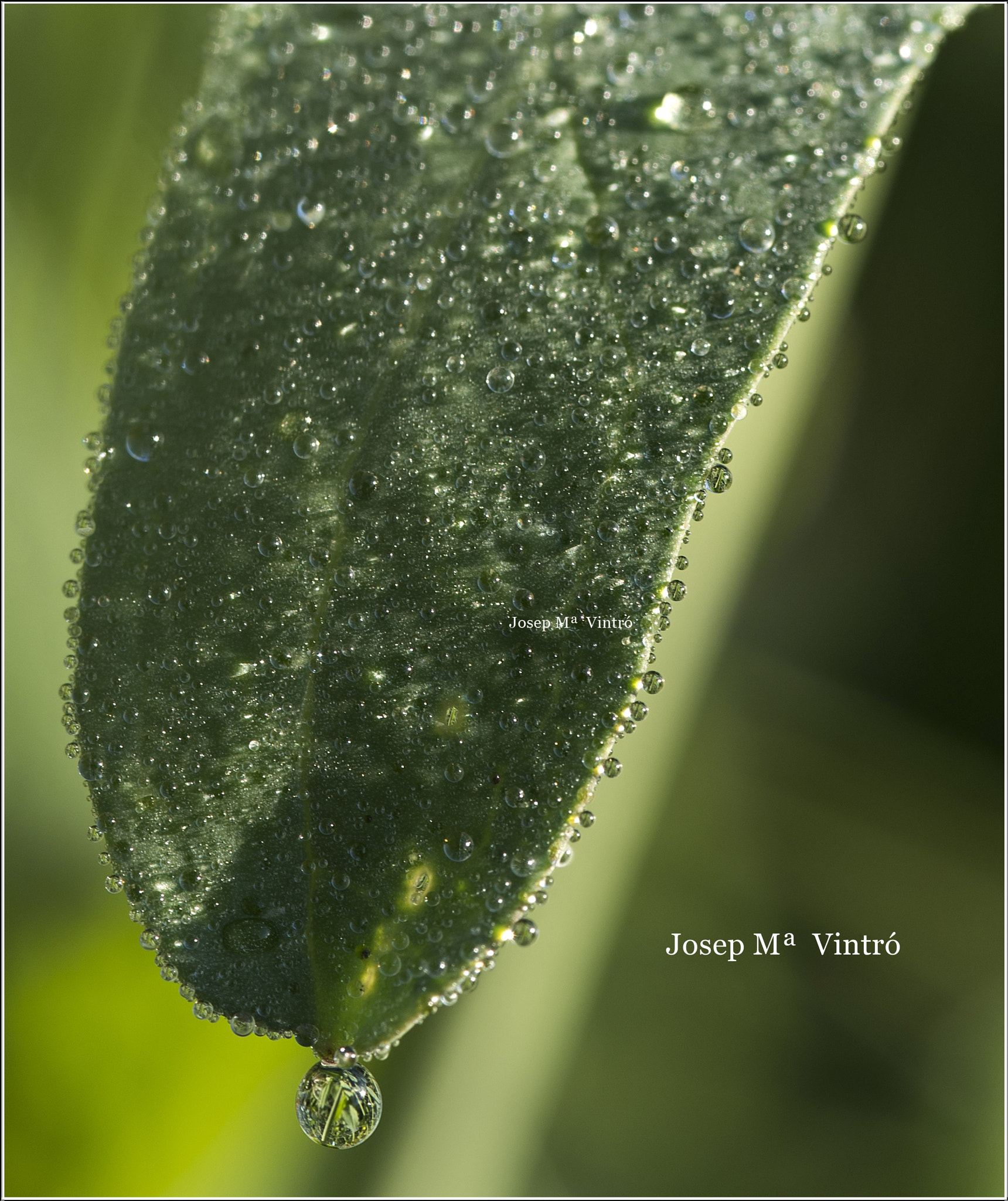 Nikon D750 + AF Micro-Nikkor 105mm f/2.8 sample photo. Photo a photography