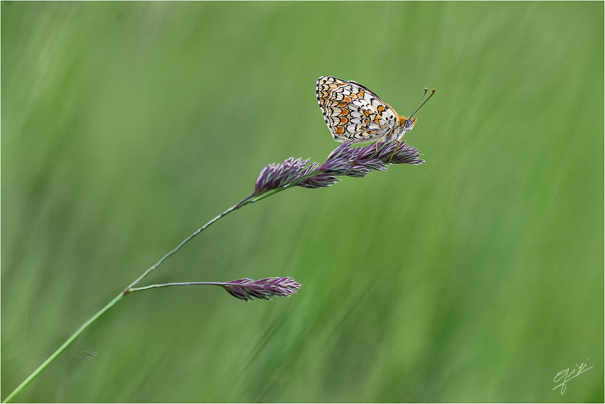 Sigma 150mm F2.8 EX DG OS Macro HSM sample photo. Melitaea photography