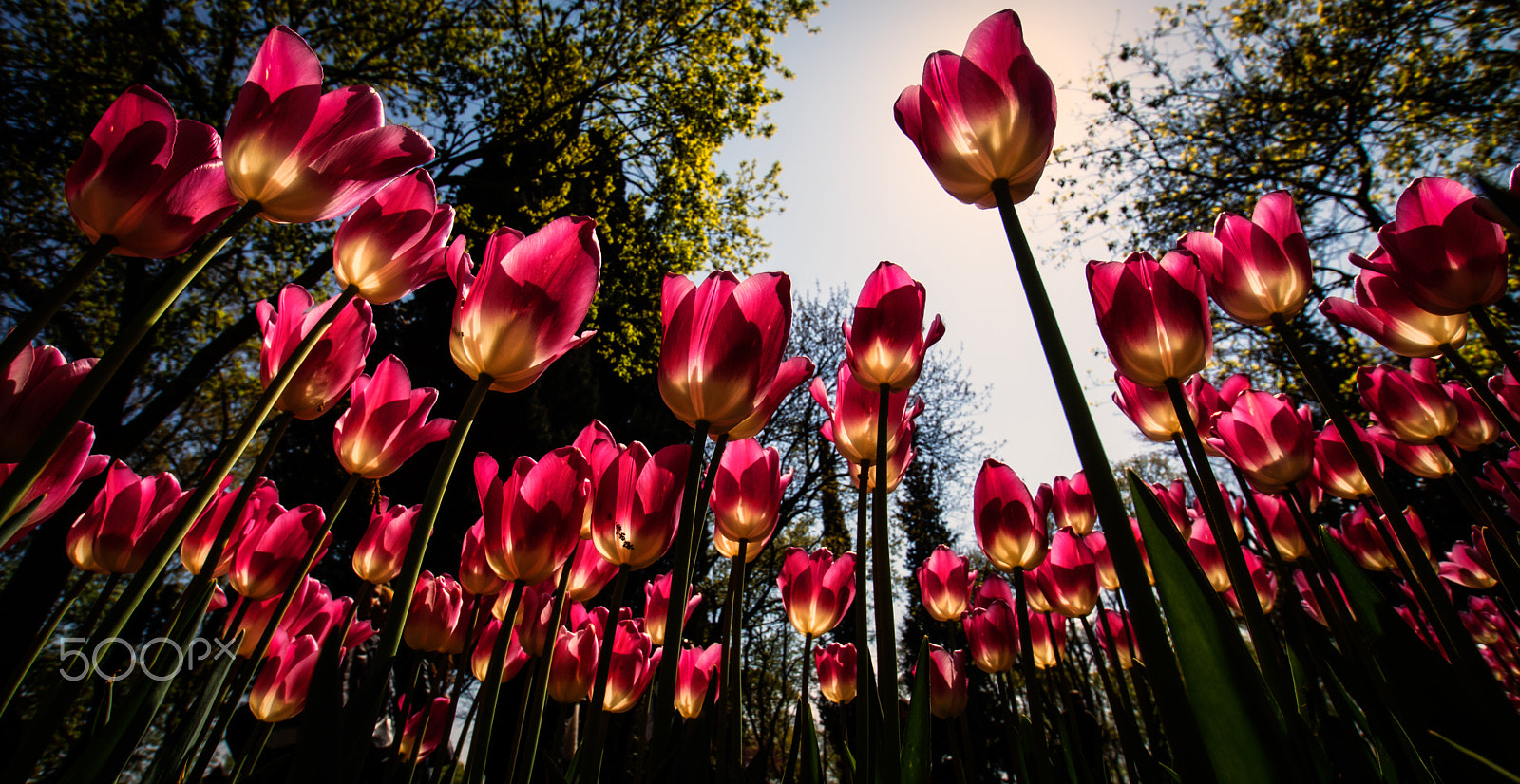 Sony SLT-A77 sample photo. Tulips... photography